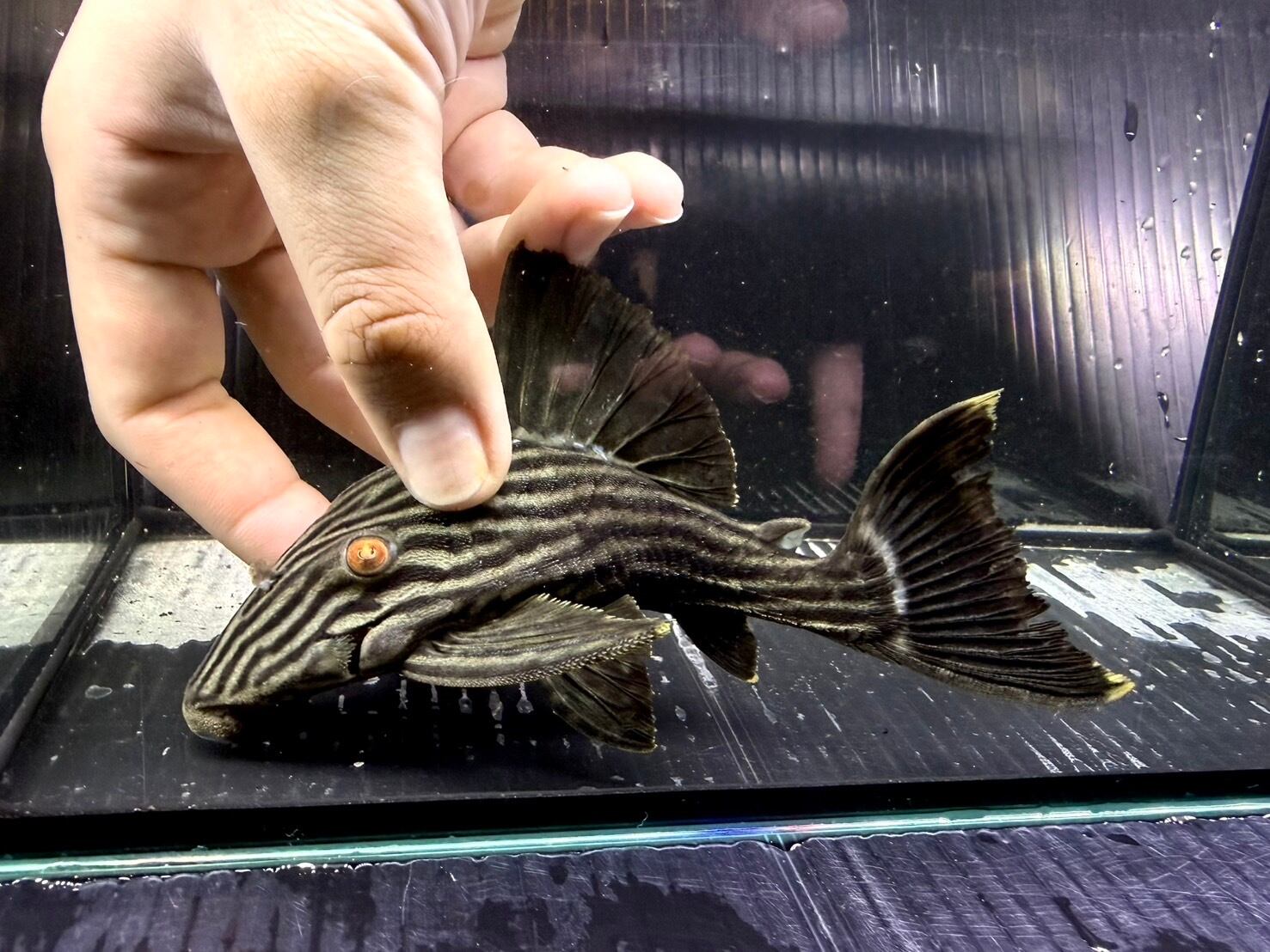 G08② ダトニオ両側フォークバンド 16㎝前後 おとひめ食べます