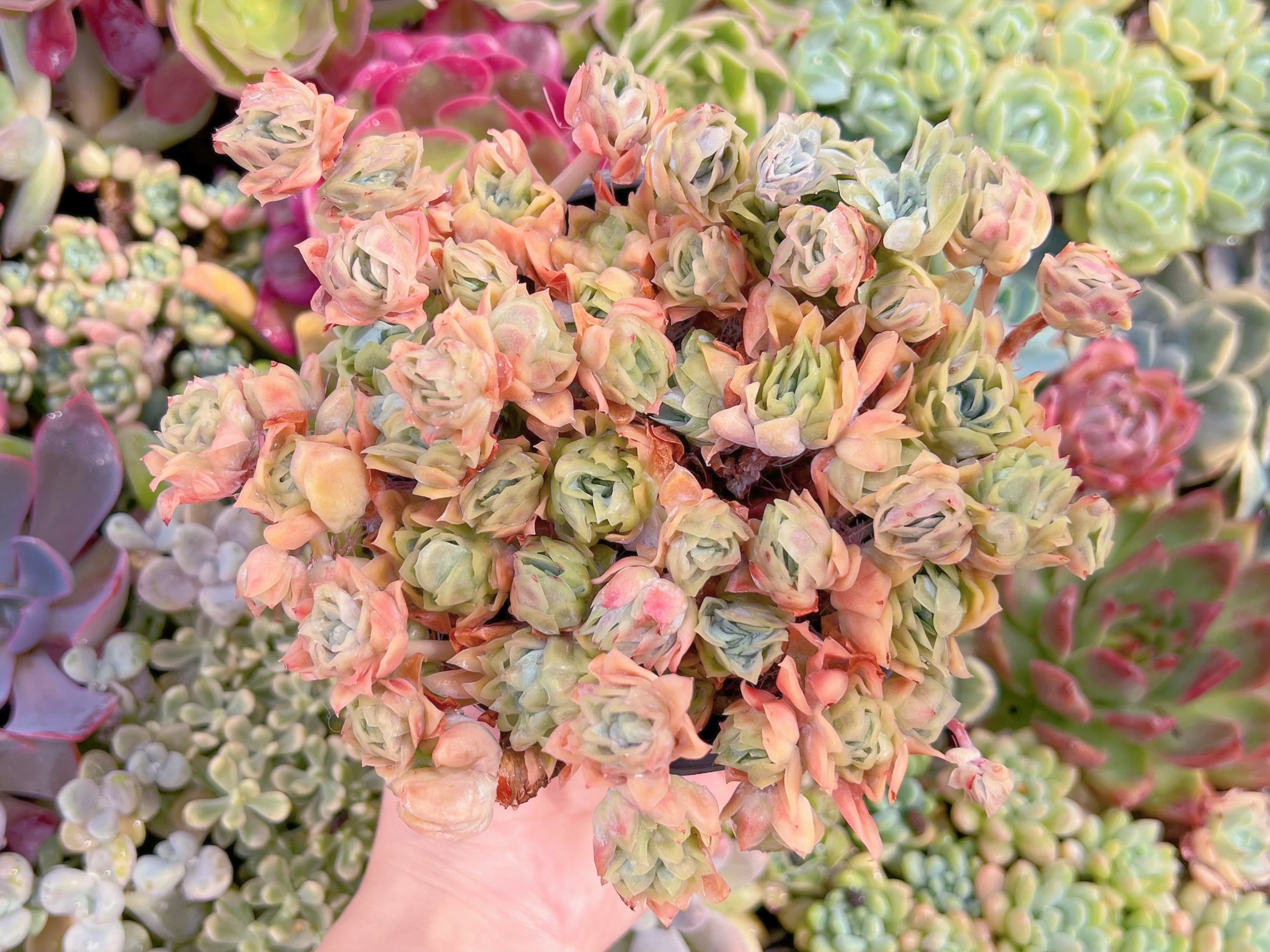 現品 クィーンローズ覆輪錦#F006 大群生 るる農園 | るる農園~多肉植物専門