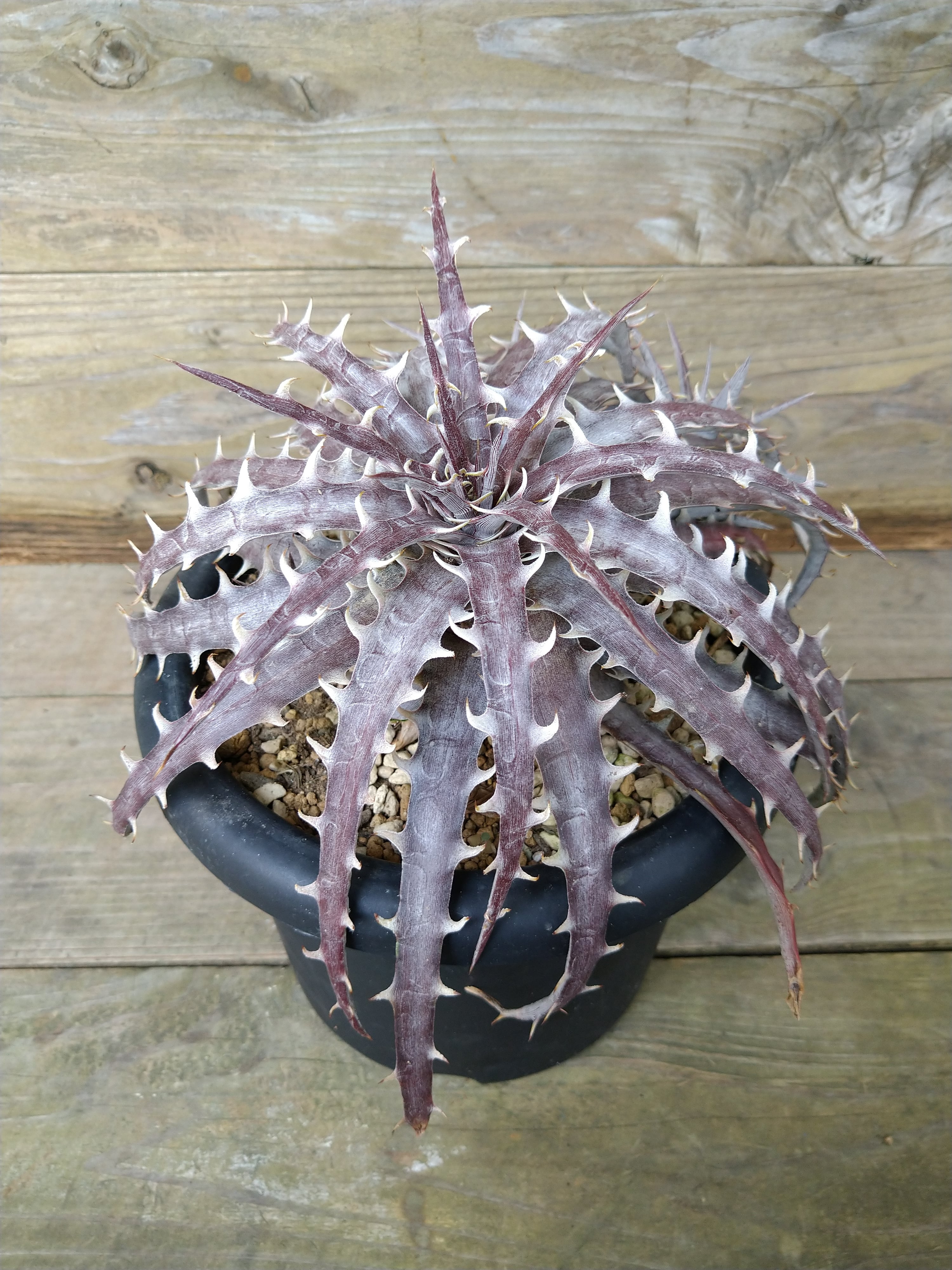 ディッキア goehringii ゴエリンギー　ドライガーデン Amazon.co.jp: ディッキア goehringii ゴエリンギー ドライ