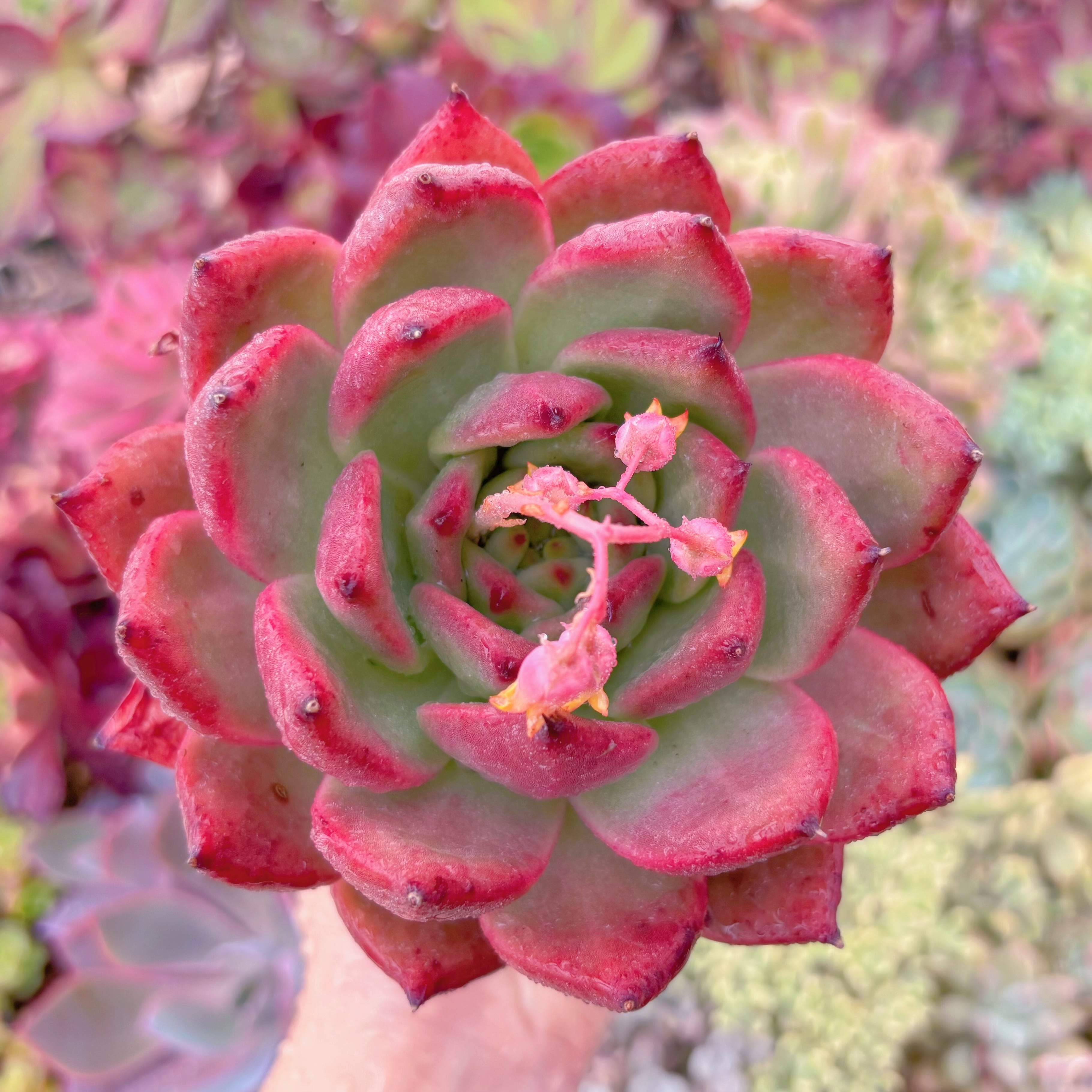 現品　アメストロー#528　大苗　るる農園