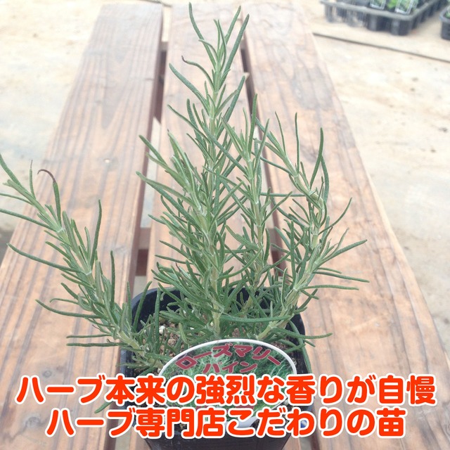 ハーブ 苗 ローズマリー パイン 精油 鉢 鉢植え 花苗 苗木 栽培 室内 庭 ベランダ 食用 育て方 使い方 選び方 ガーデン 卸 ドライフラワー アロマオイル 効能 ラベンダー ミント タイム 寄せ植え レシピ 挿し木 花言葉 花 ギフト 誕生日 プレゼント ハーブ 苗 ローズマリー パイン 精油 鉢 鉢植え 花苗 苗木 栽培 室内 庭 ベランダ 食用 育て方 使い方 選び方 ガーデン 卸 ドライフラワー アロマオイル 効能 ラベンダー ミント タイム 寄せ植え レシピ 挿し木 花言葉 花 ギフト 誕生日 プレゼント