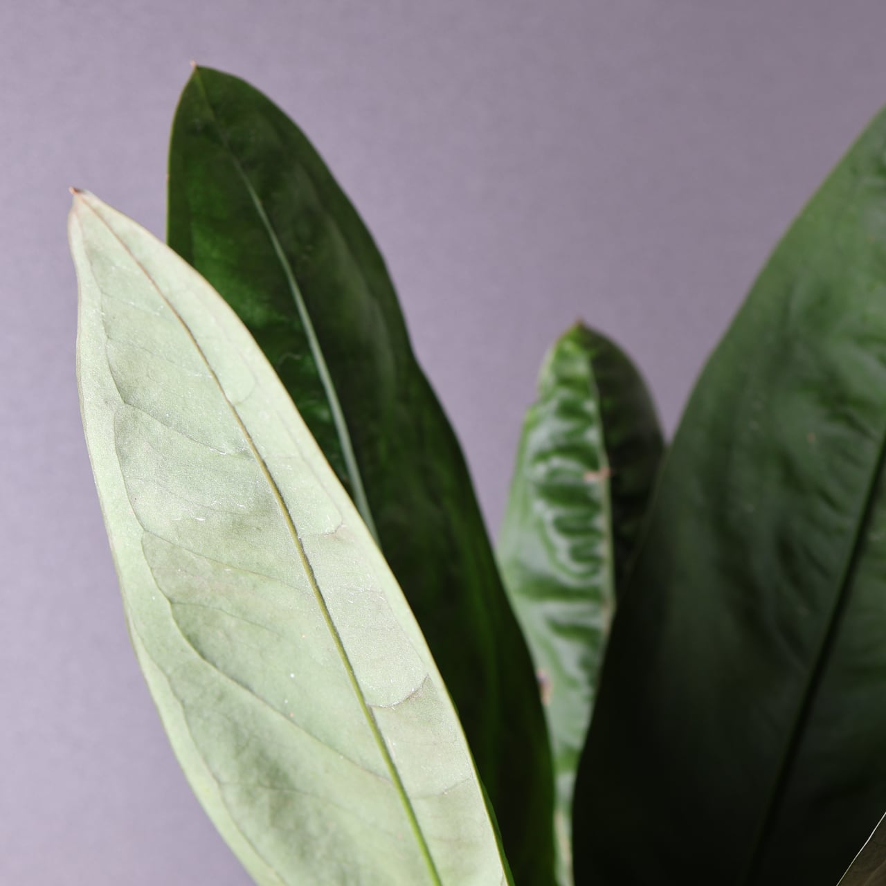 424 圧倒的存在感『アンスリウム スーパーバム ジャイアント』観葉植物