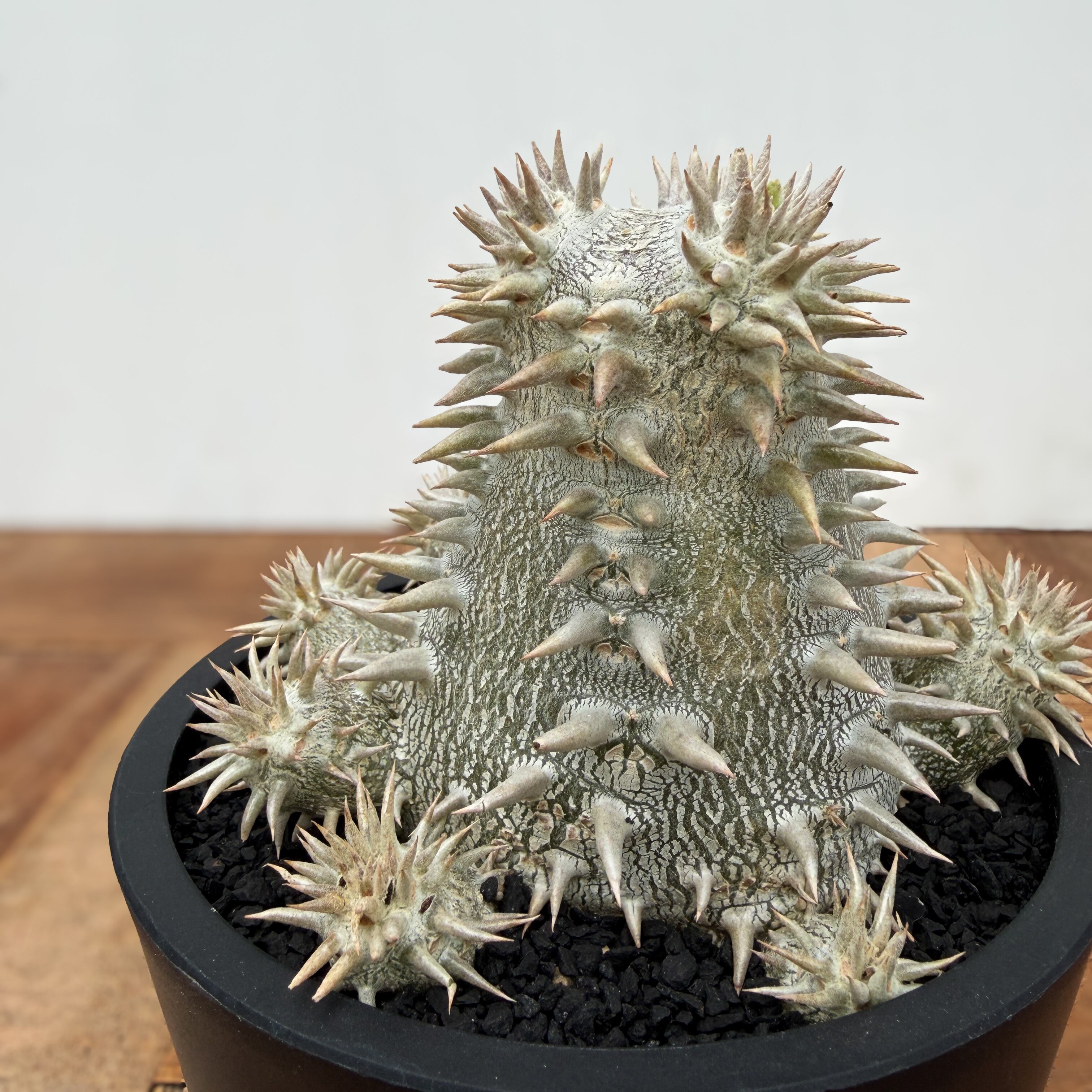 パキポディウム 恵比寿大黒 実生 Pachypodium デンシカウレ