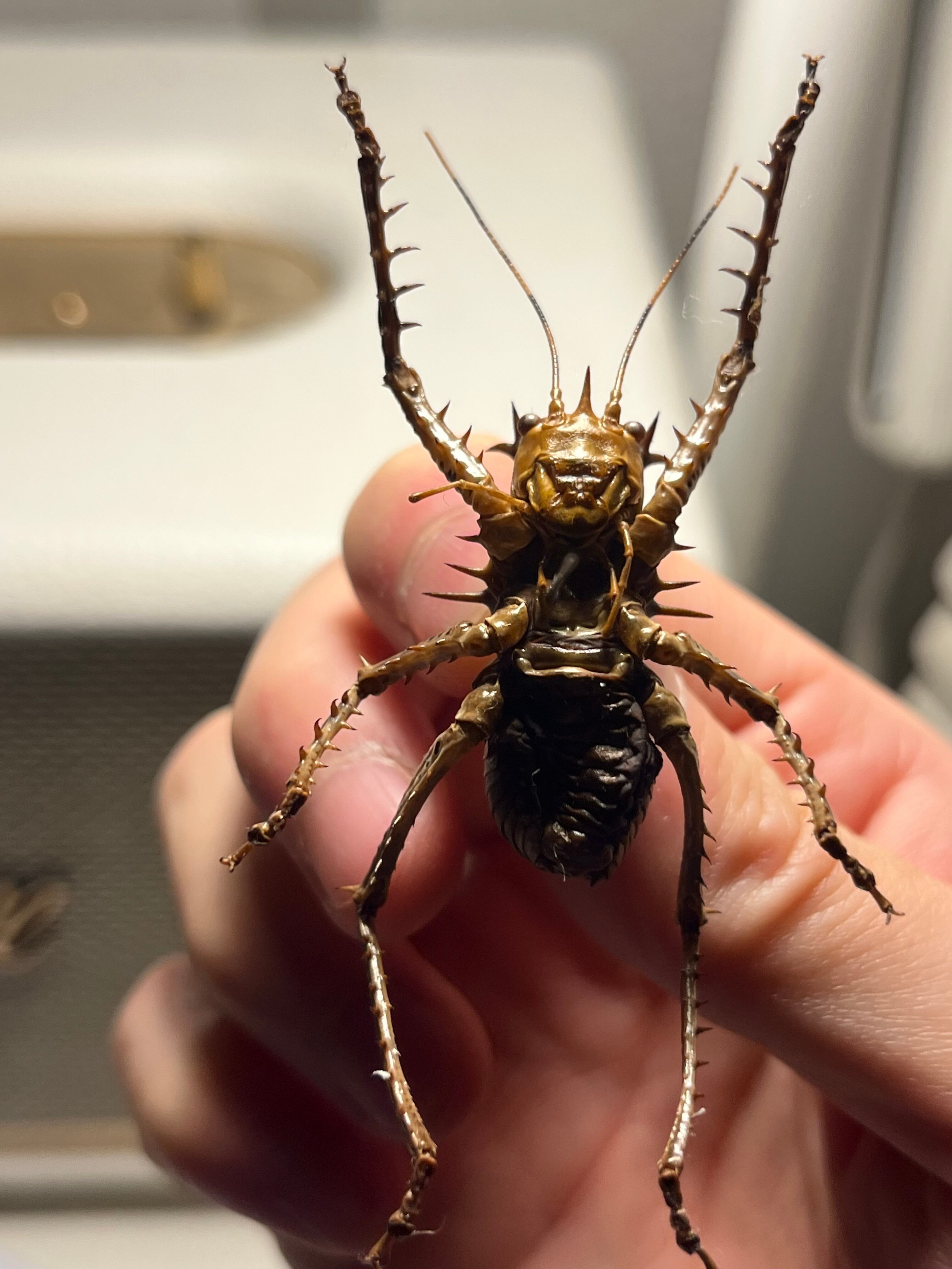 33mm】アーマードクリケット 武装コオロギ ドラゴンヘッドコオロギ