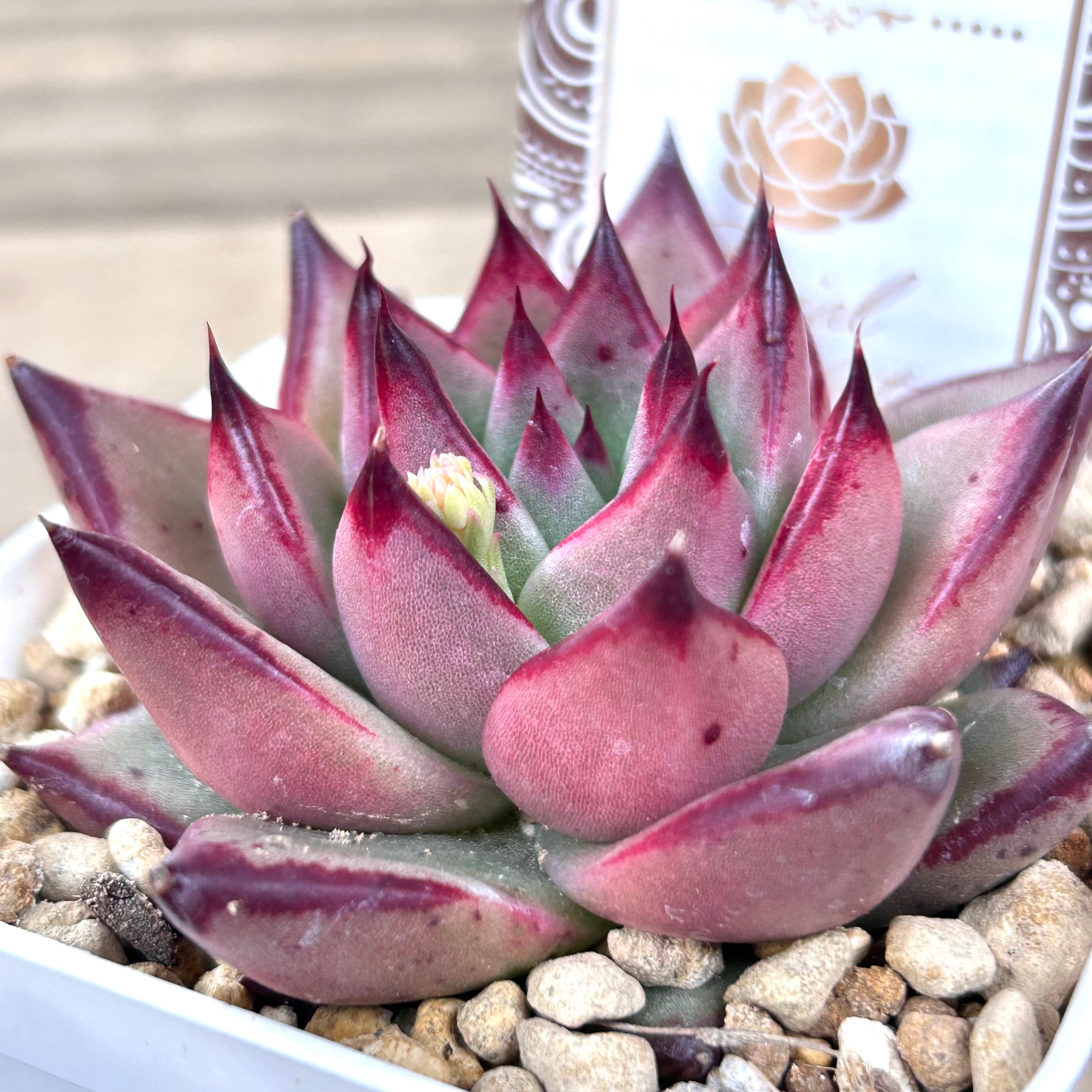 エボニーhy | RuPo 多肉植物専門店 エボニーhy | RuPo 多肉植物専門店