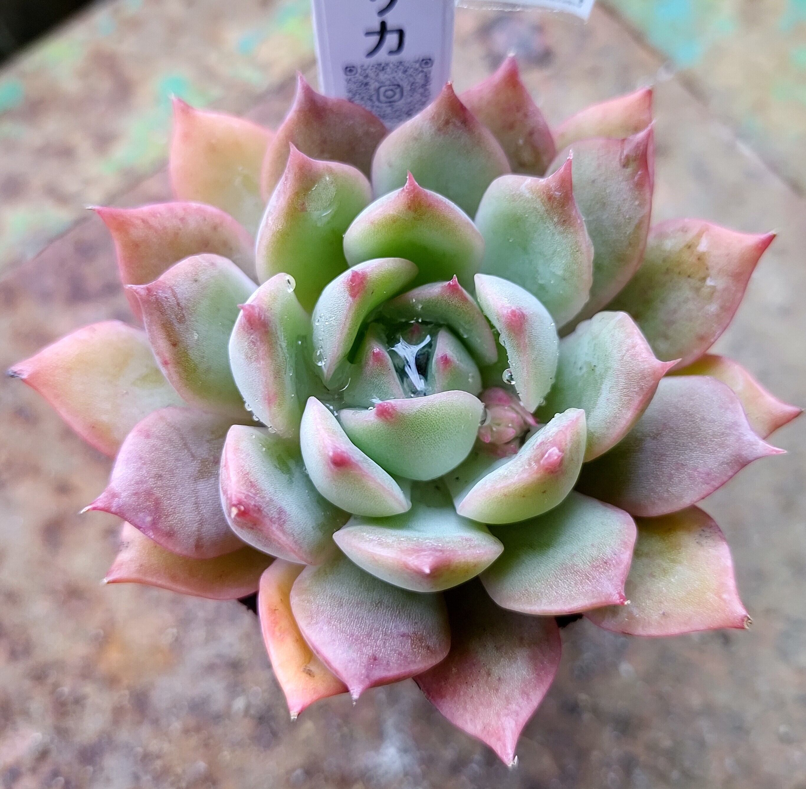 エリカ | RuPo 多肉植物専門店