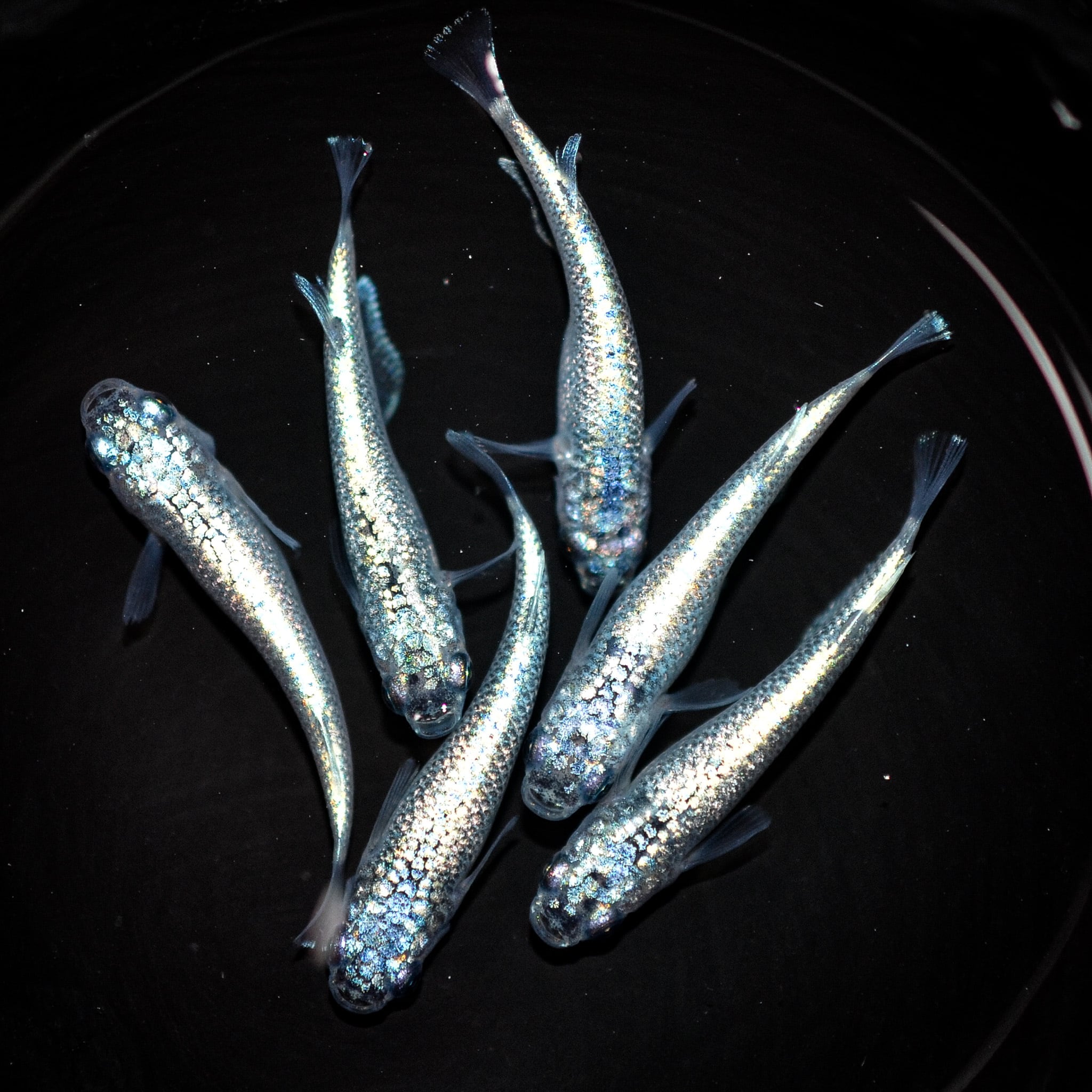 魚類、水生生物 【めだかの空豆】朱紅玉 オス1メス2 NO.1