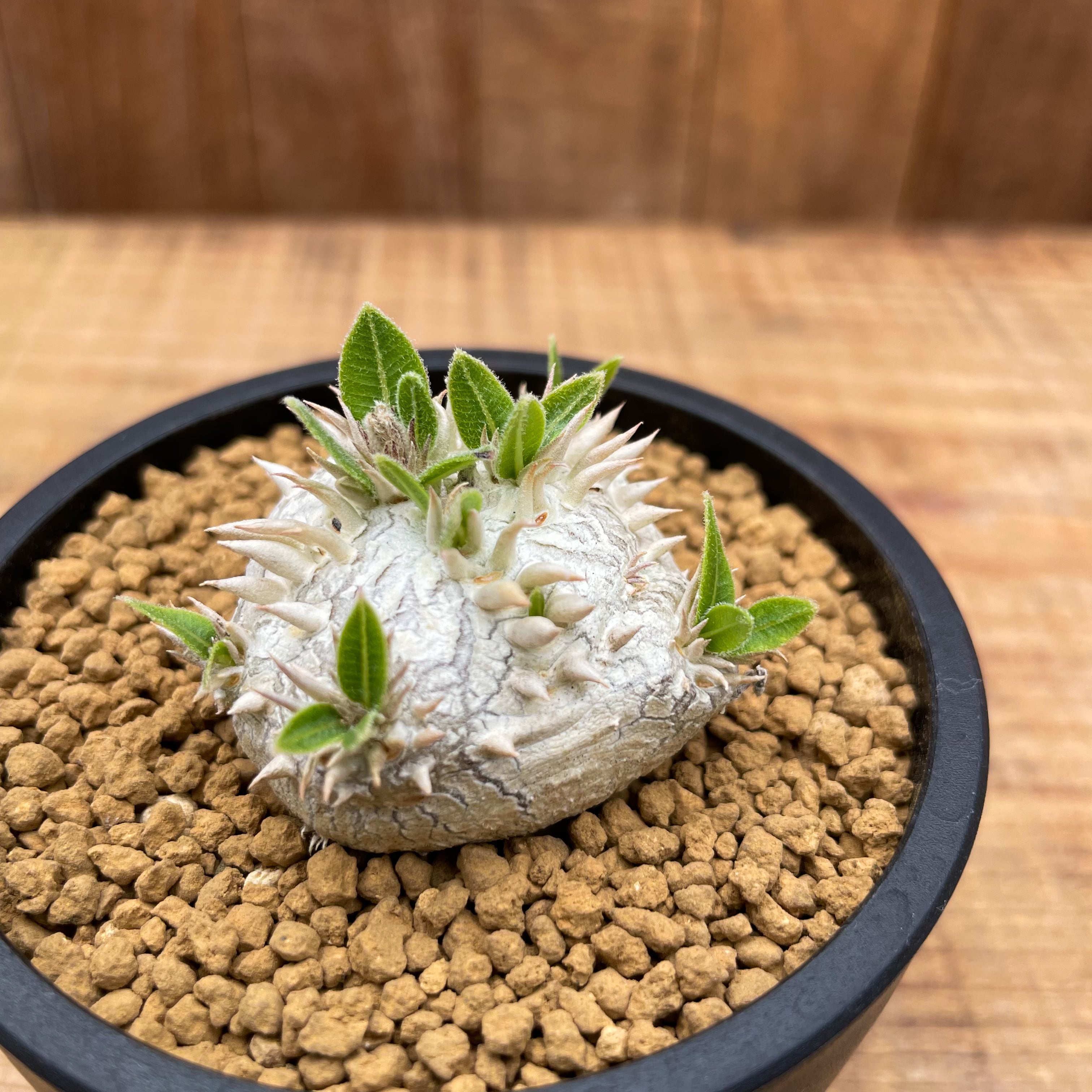 智内兄助、春闌く、新品額装付、画集画、状態良好 生々しい 売買された  