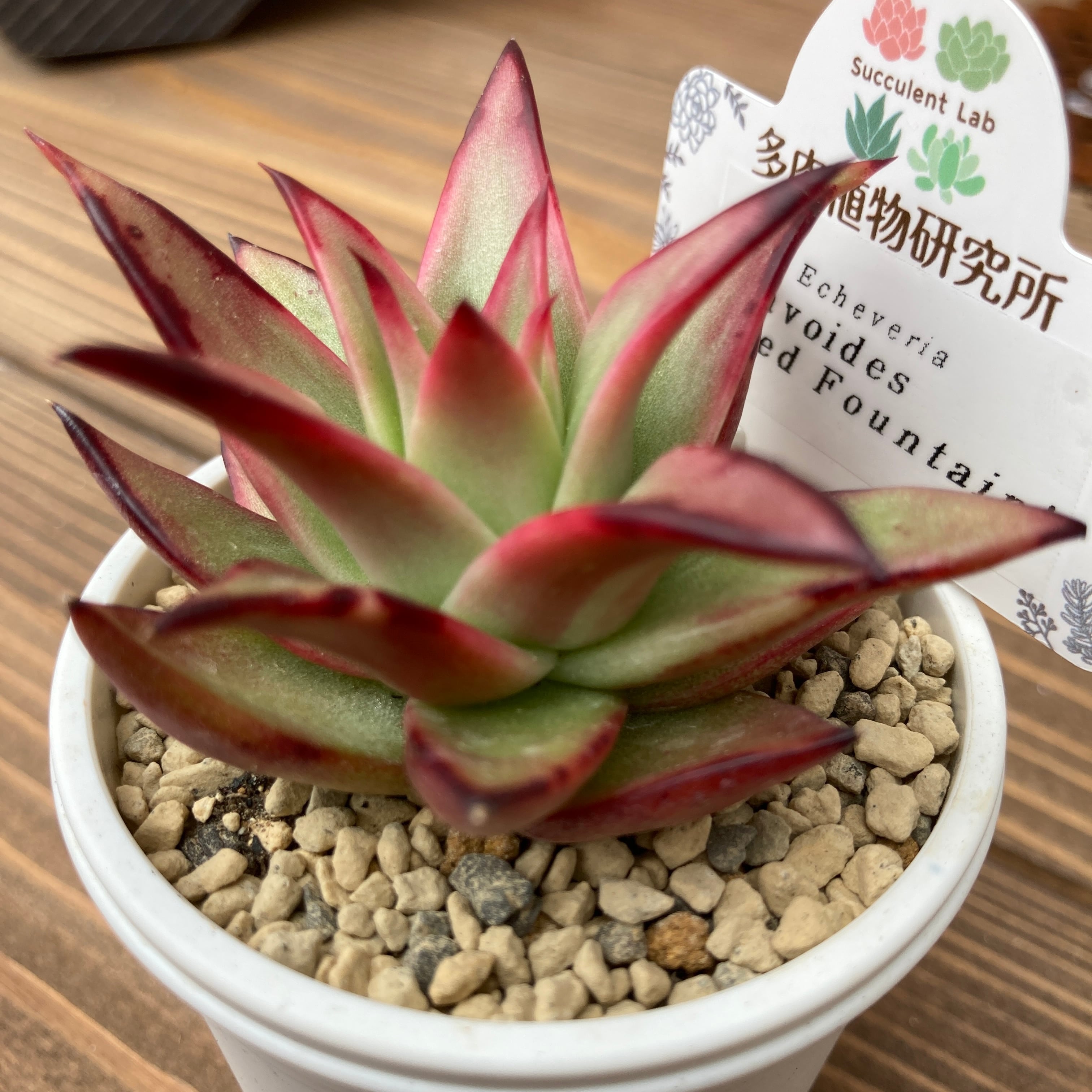現物商品】ECHEVERIA agavoides 'Red Fountain' | 多肉植物研究所