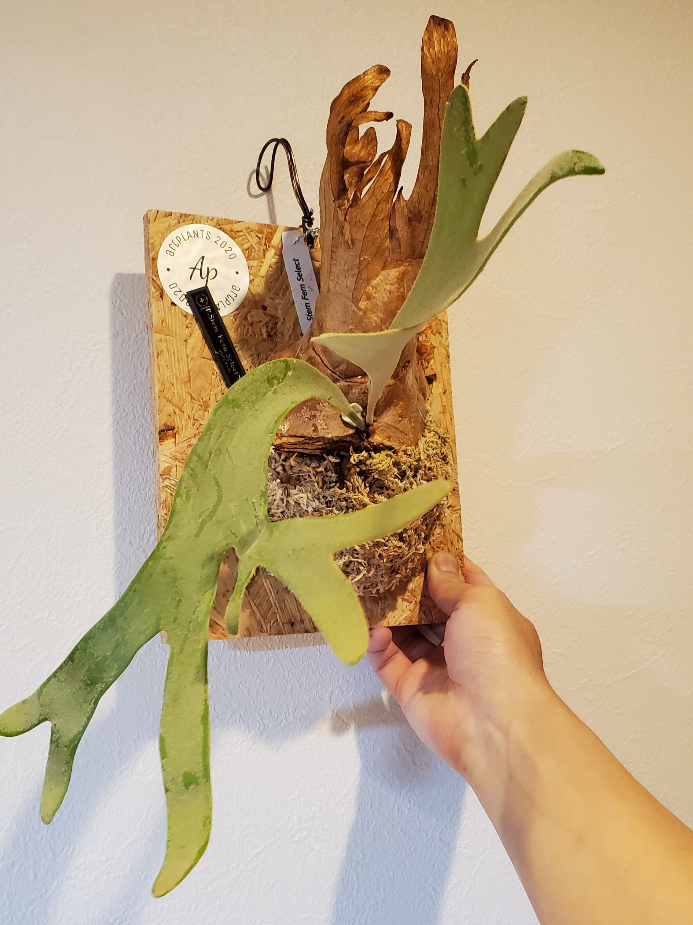 P.Stem Fern Select Sporelings 【artPLANTs】ビカクシダ/Platycerium