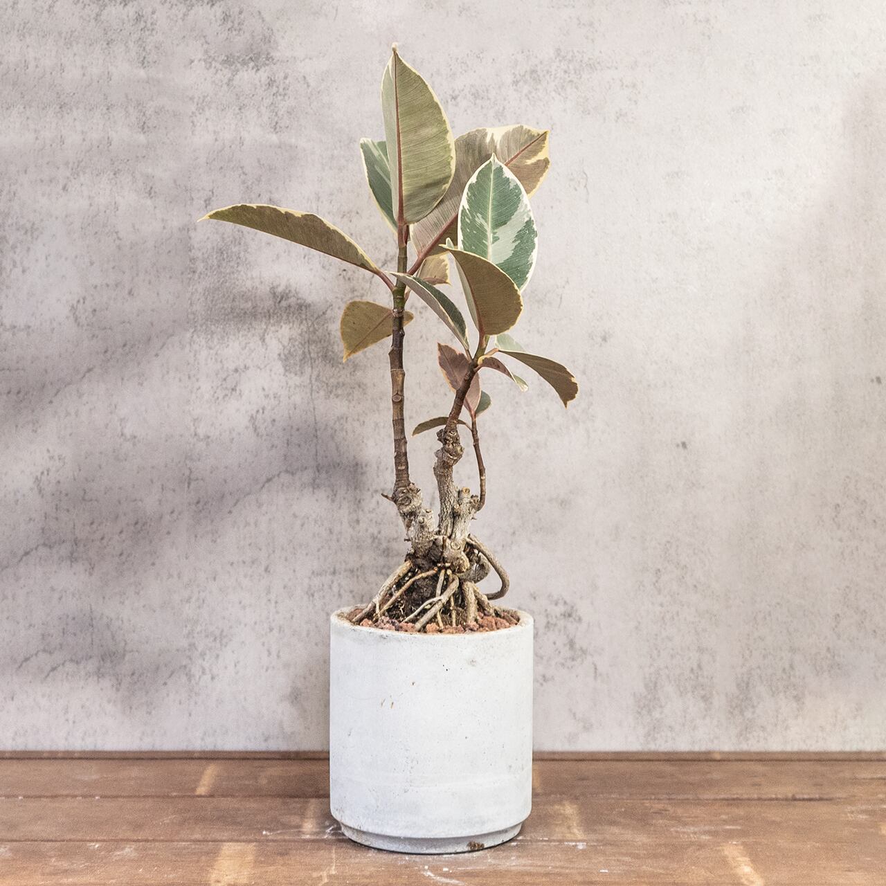 フィカス・ティネケ｜力強く伸びる気根と斑入り葉が美しい個性派インテリアグリーン｜レア株を楽しむ一点物｜手づくりモルタル鉢仕立て