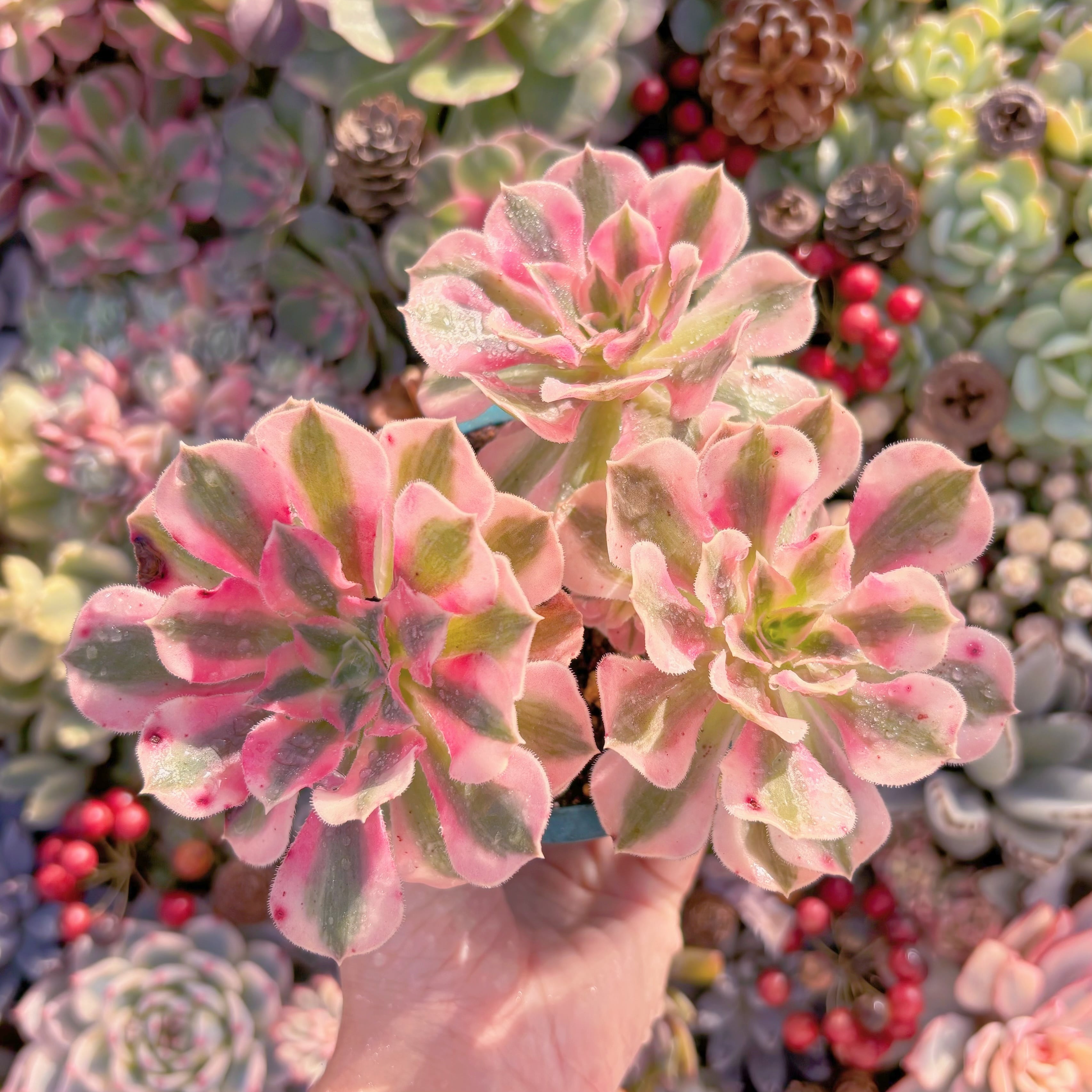 現品　アフラダイティ#012　るる農園