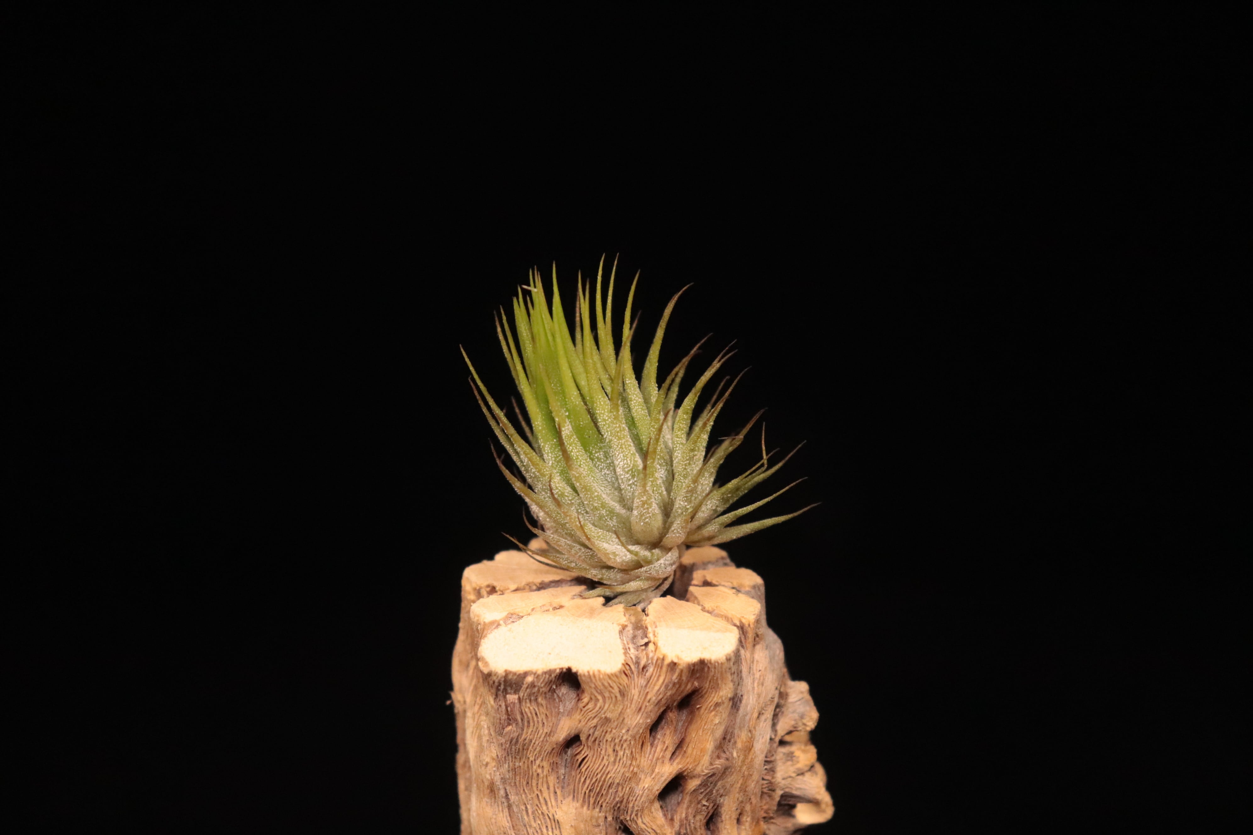 送料無料】ionantha 'Apretado' × ionantha 'Peanuts'〔エアプランツ