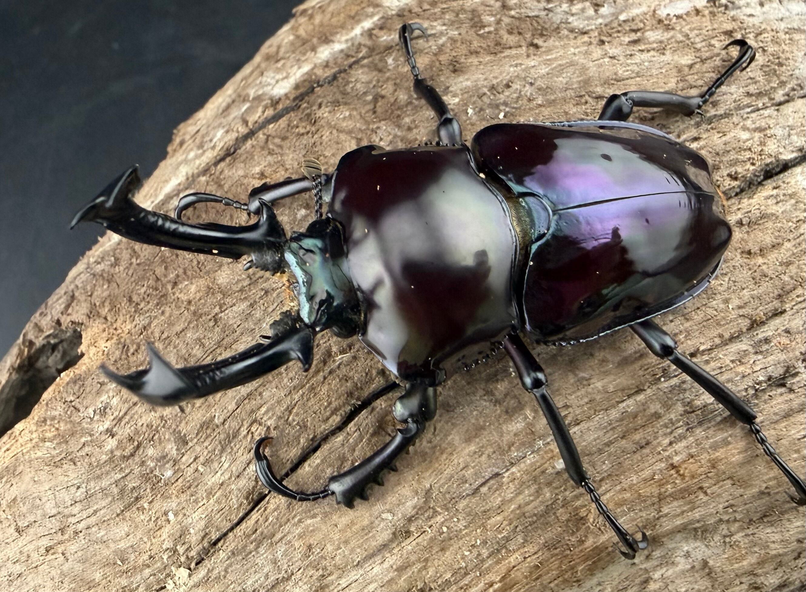 ニジイロクワガタ 紫紺系 55.5mm ペア》 | KPW公式オンラインショップ
