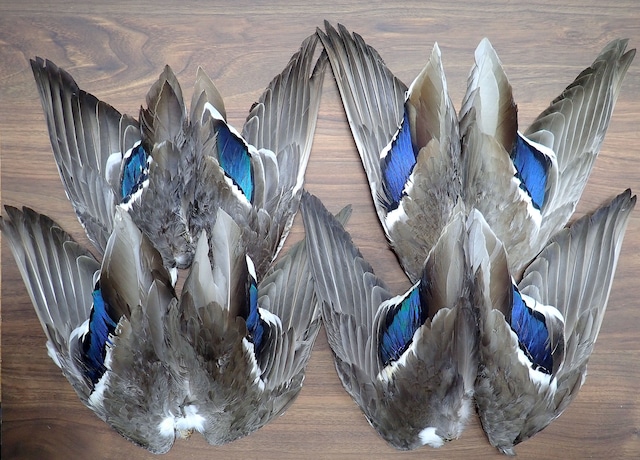 Mallard Duck Whole Wings 1pair / マラードダック ウイング １ペア