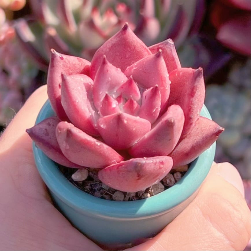 多肉植物　血羅(小)　新入荷　るる農園