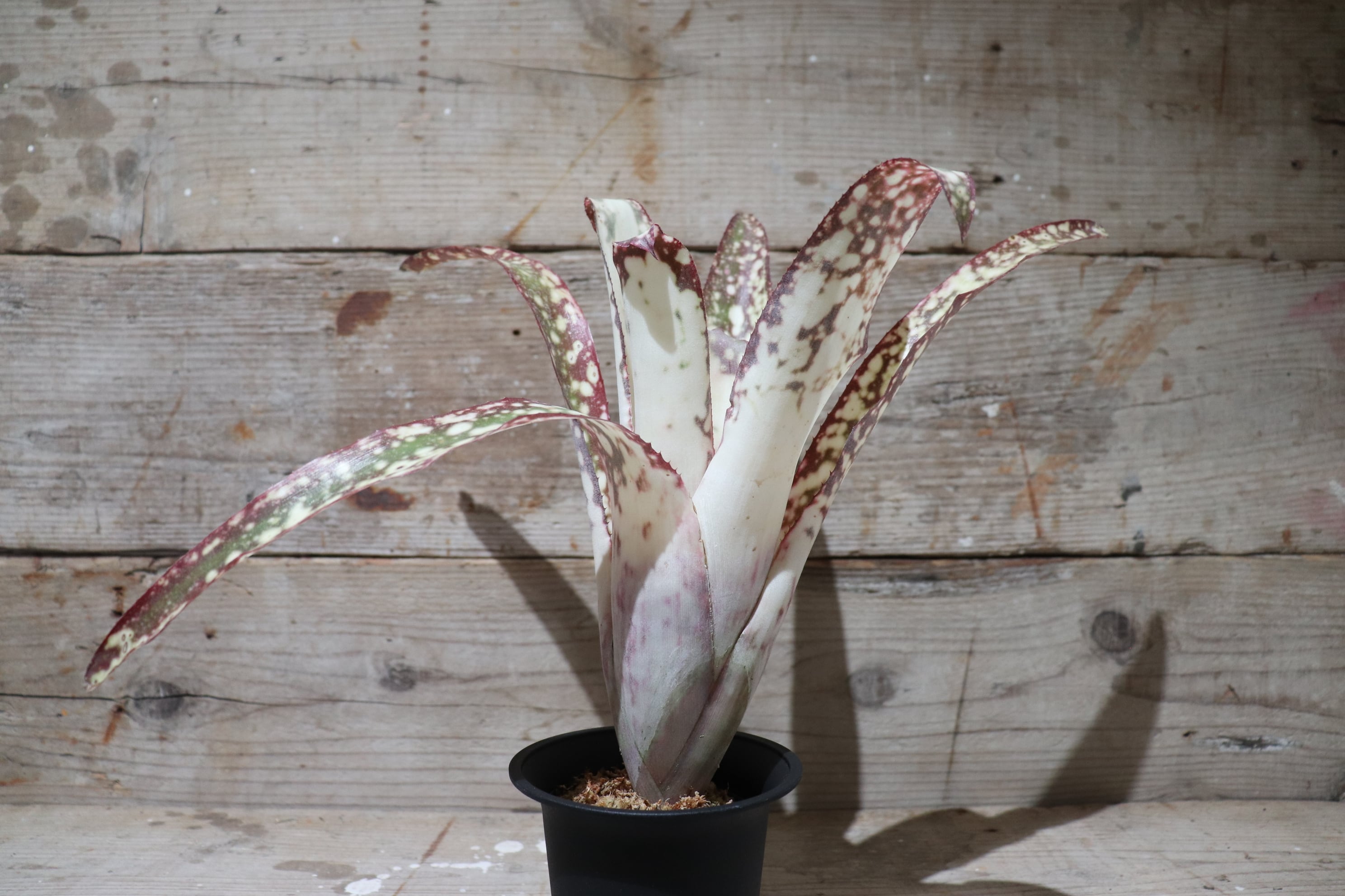 送料無料】Billbergia 'Mariposa' (Beadle #1373) TF4436
