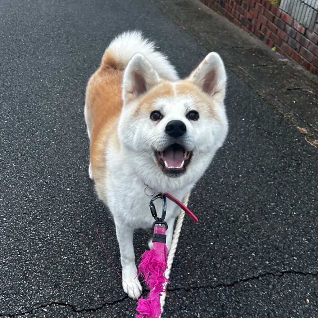 いぬ 2fd9d7bb8635a4a44c2e2cc955bbd4