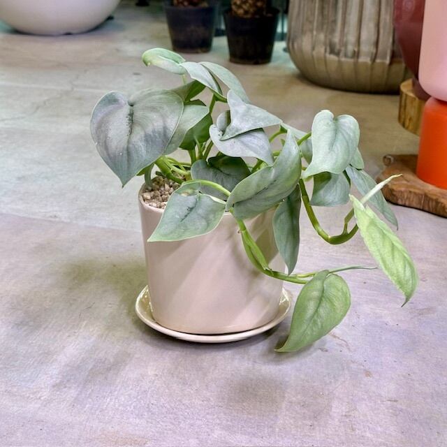 ユーフォルビア アブデルクリ ダマスク | barrelplants_BONSAI
