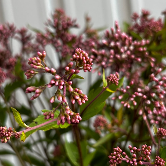 秋の七草　フジバカマ　10本