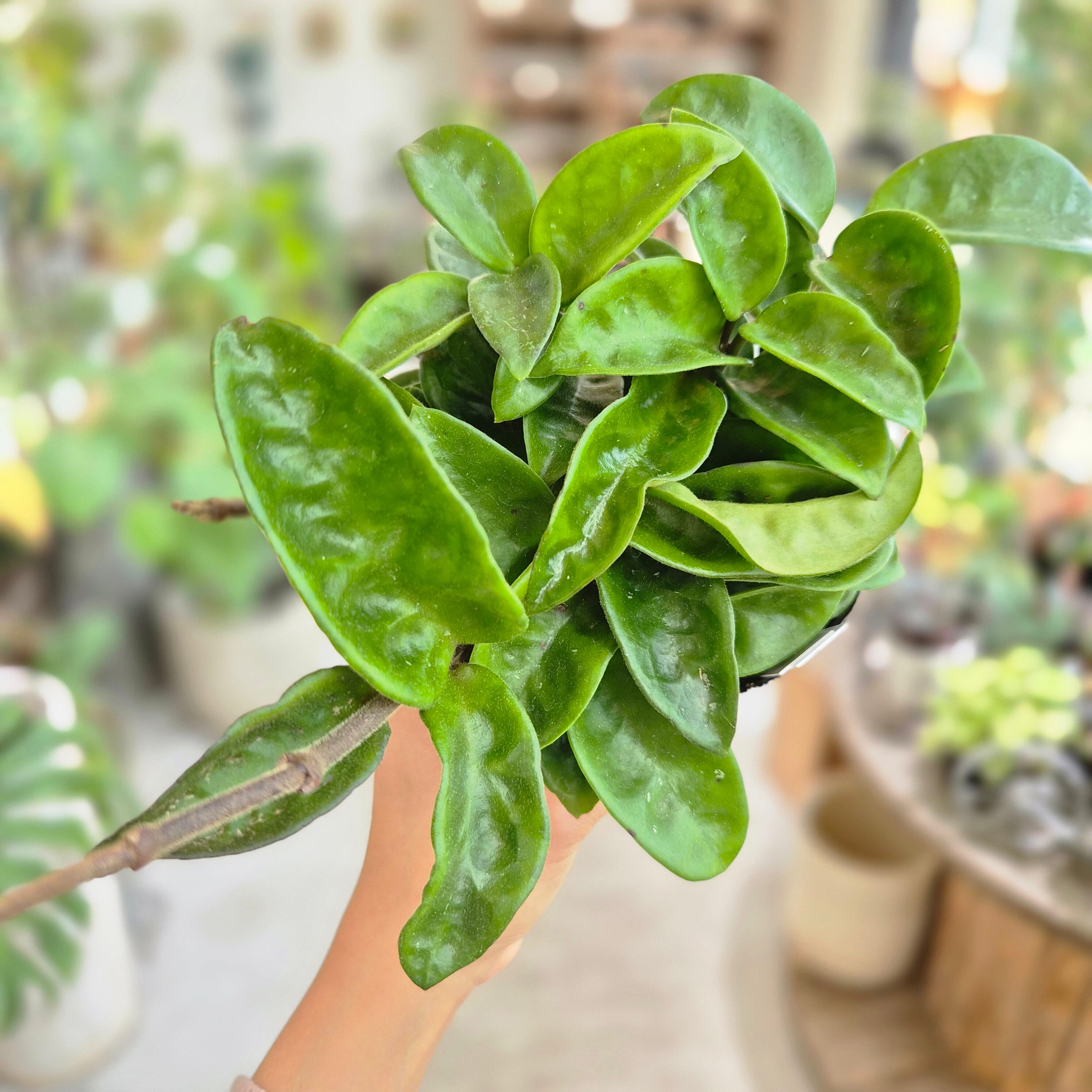 Plants Baka