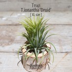 【送料無料】イオナンタ ドゥルイド XL〔エアプランツ〕現品発送T1141