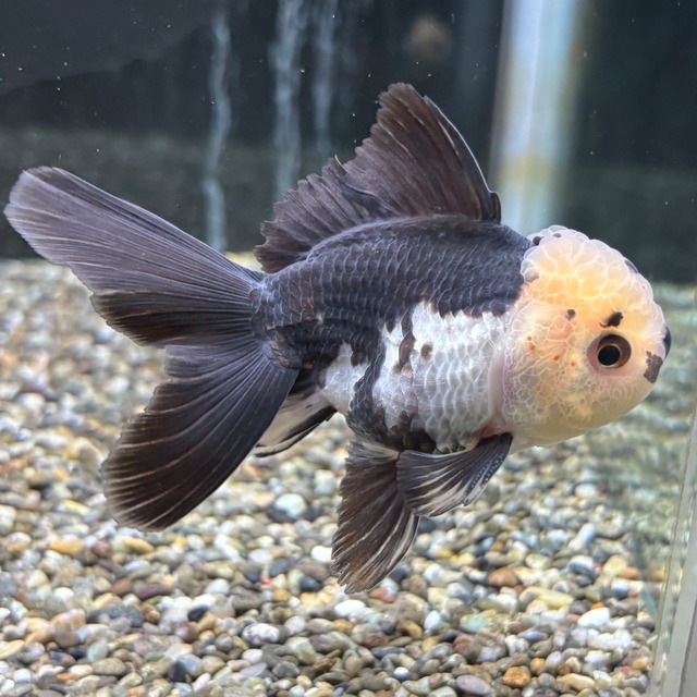 パンダオランダ　１０ｃｍ