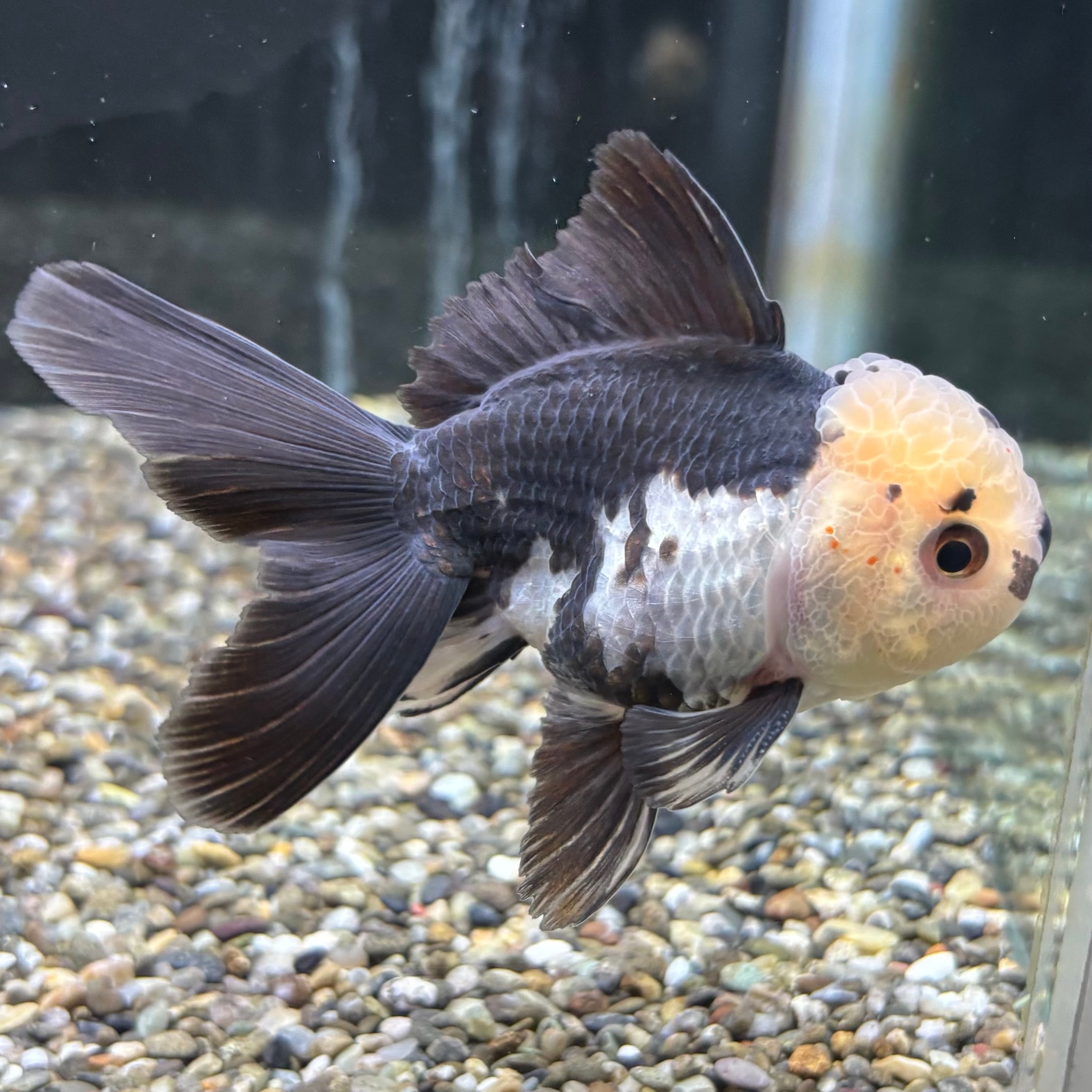 パンダオランダ 10cm