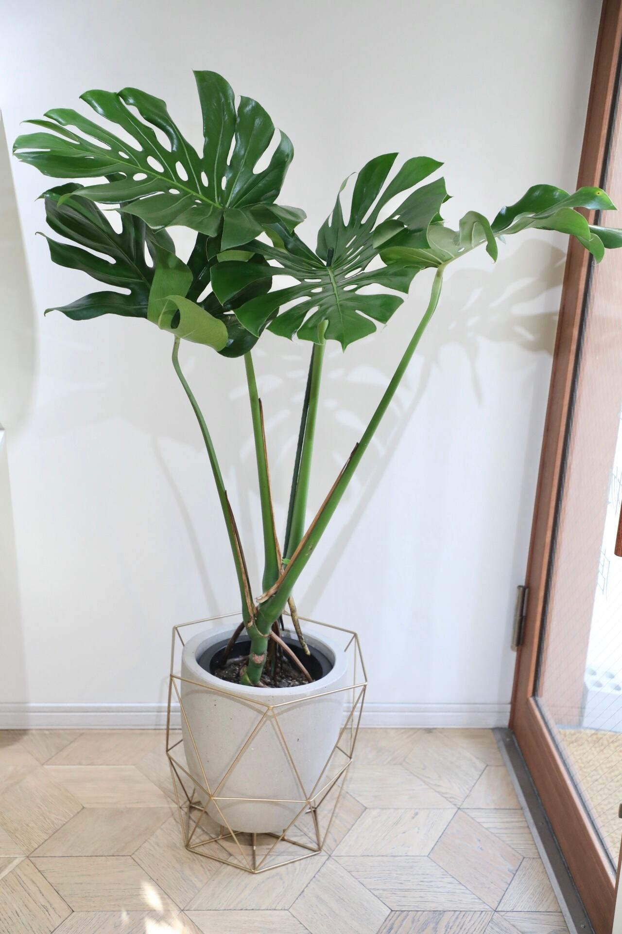 都内近郊限定配送】【L/136cm】モンステラ アダンソニー/monstera
