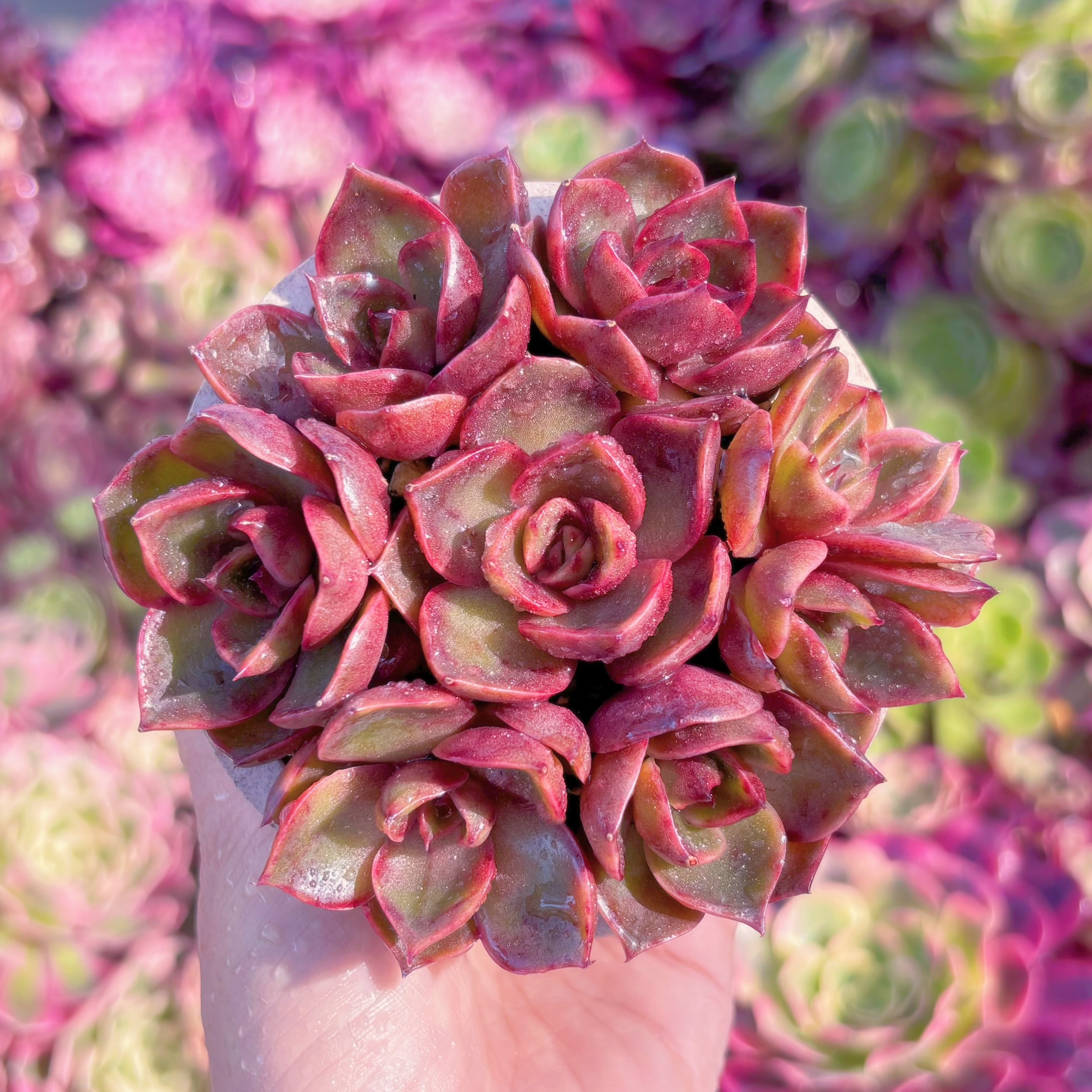 多肉植物　redromance(7苗)　新入荷　るる農園