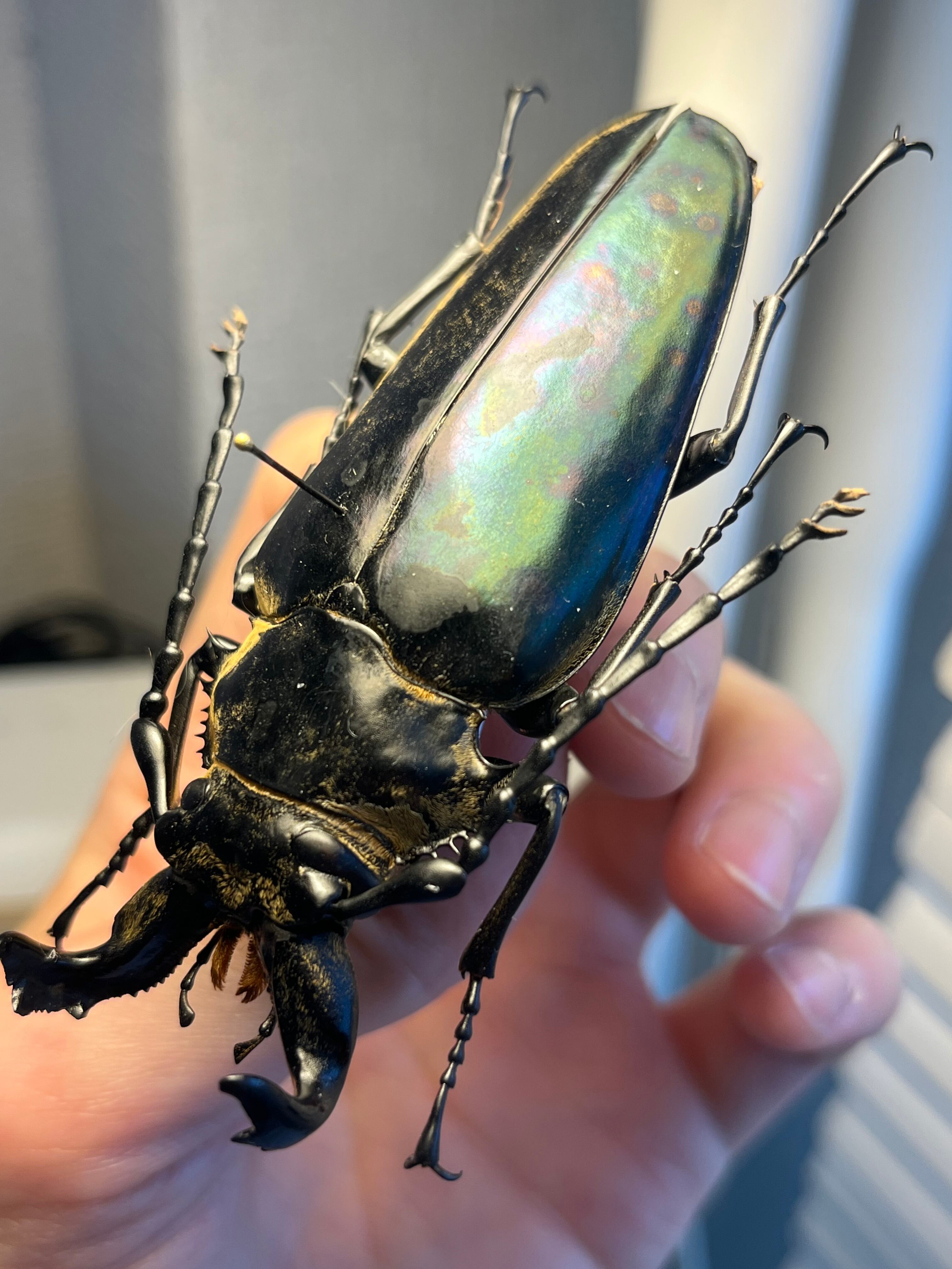 84mm♂】タテヅノクワガタモドキ カミキリムシ ウスバカミキリ 昆虫