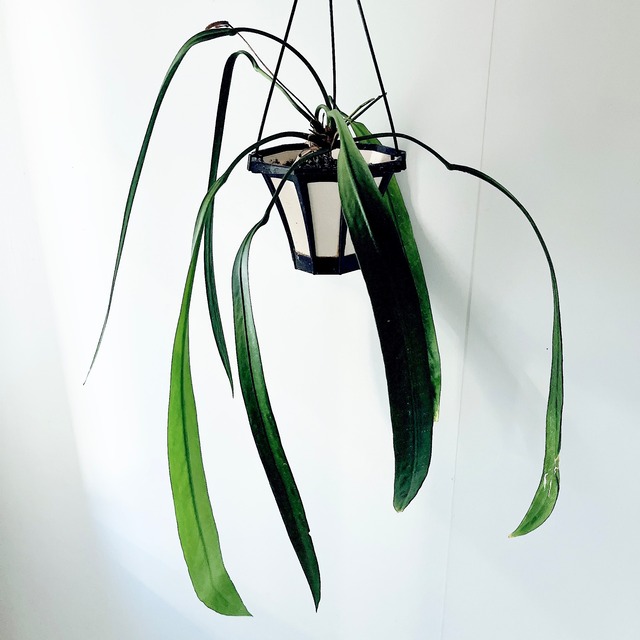 《希少》アンスリウム ビッタリフォリウム ハンギング 観葉植物 calm cafe