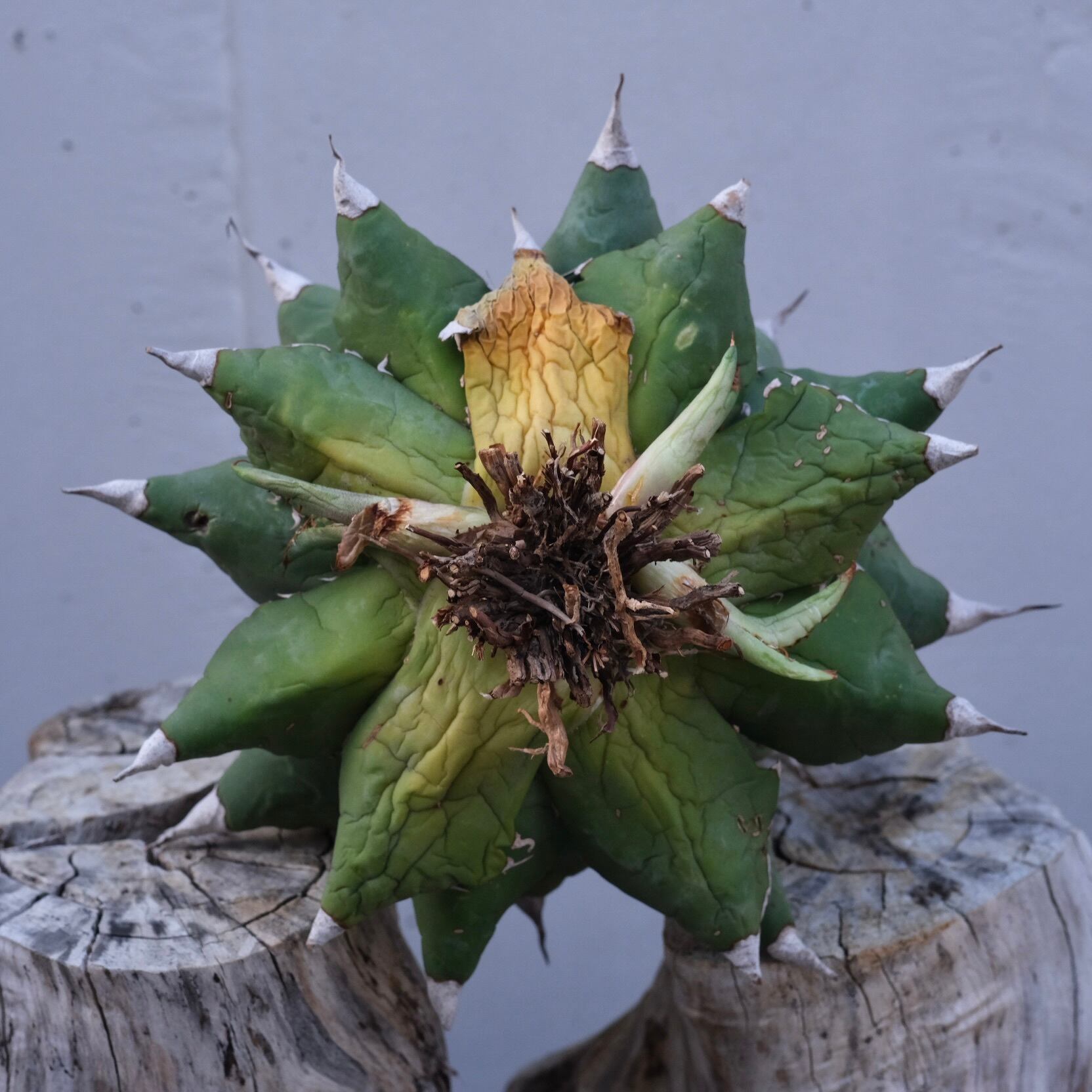 Agave titanota Wabi 狂棘夕映 ф 18cm （子株付） | wabi