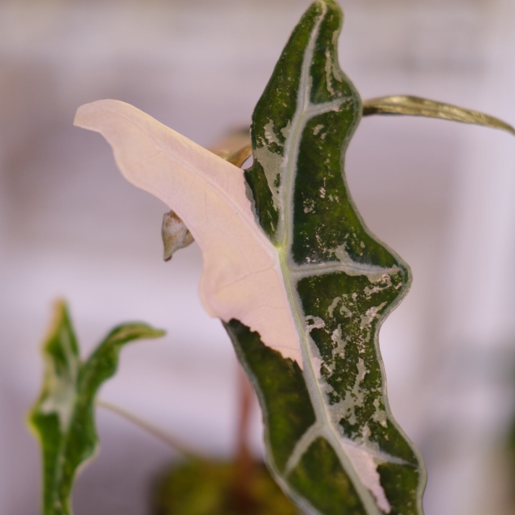 【芋】 アロカシア　ノビリス　斑入り　ピンク 芋】 アロカシア ノビリス 斑入り ピンク 芋】 アロカシア