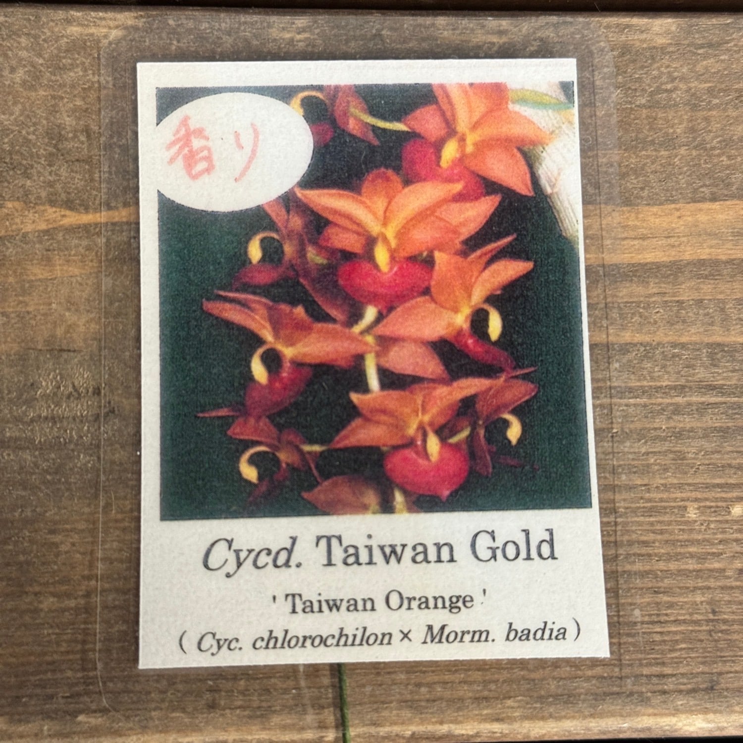 OVM】Cycd. Taiwan Gold ' Taiwan Orange ' ( Cycnoches chlorochilon