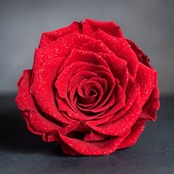ROSE BALLOON ETERNAL