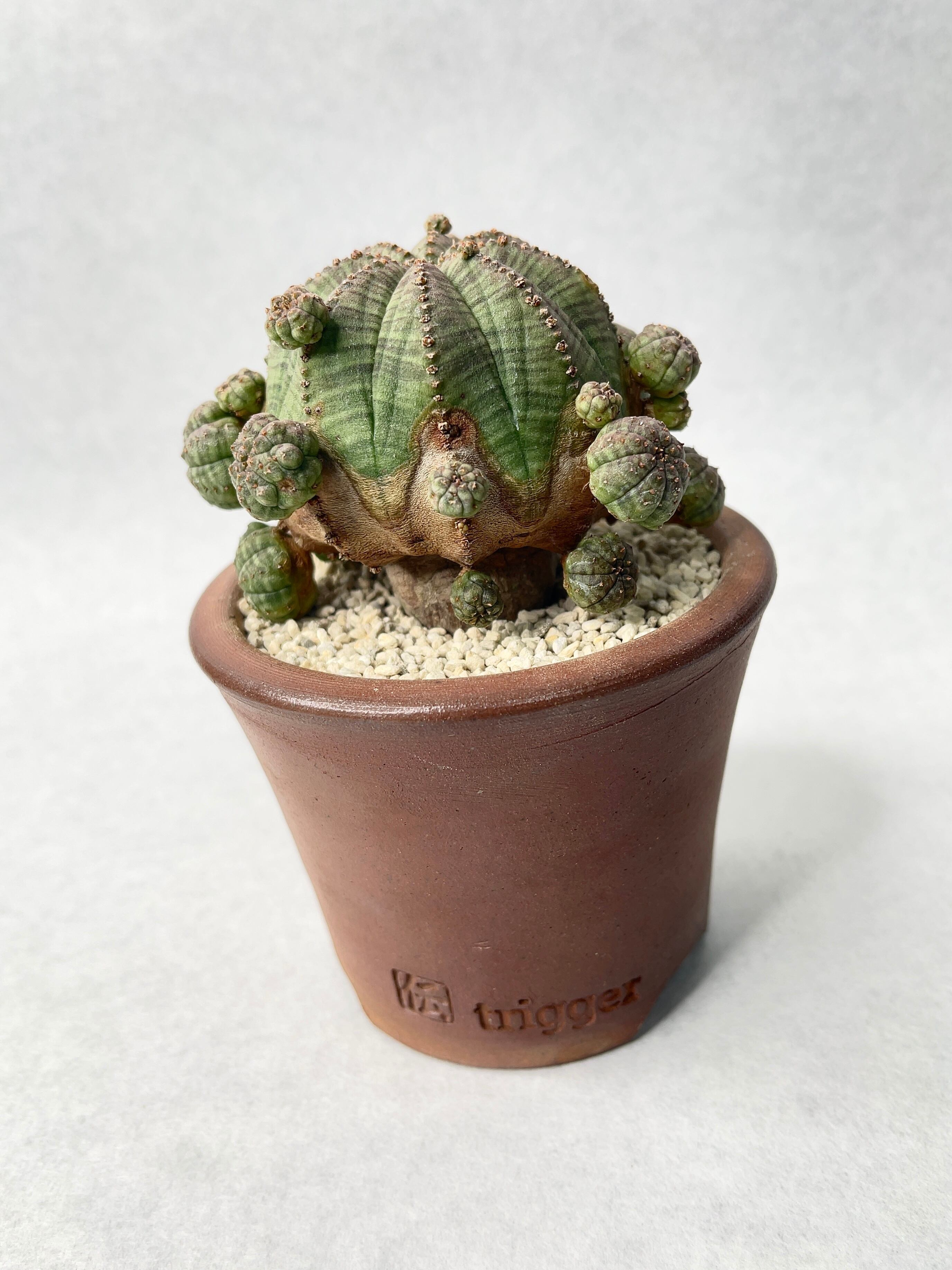 ユーフォルビア・子吹きオベサ | trigger