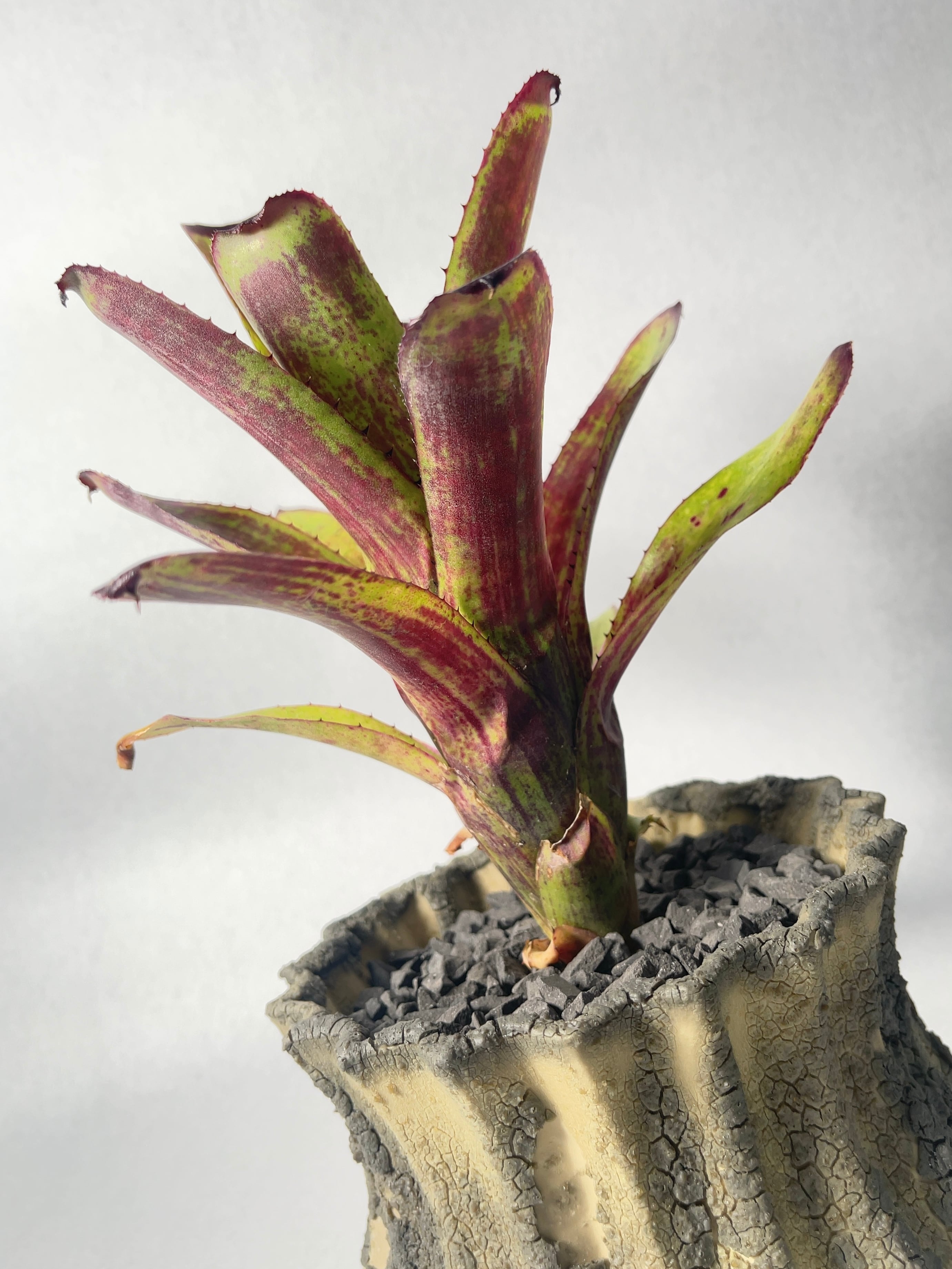 エクメア・ヌディコーリスvar.ルブラ | trigger