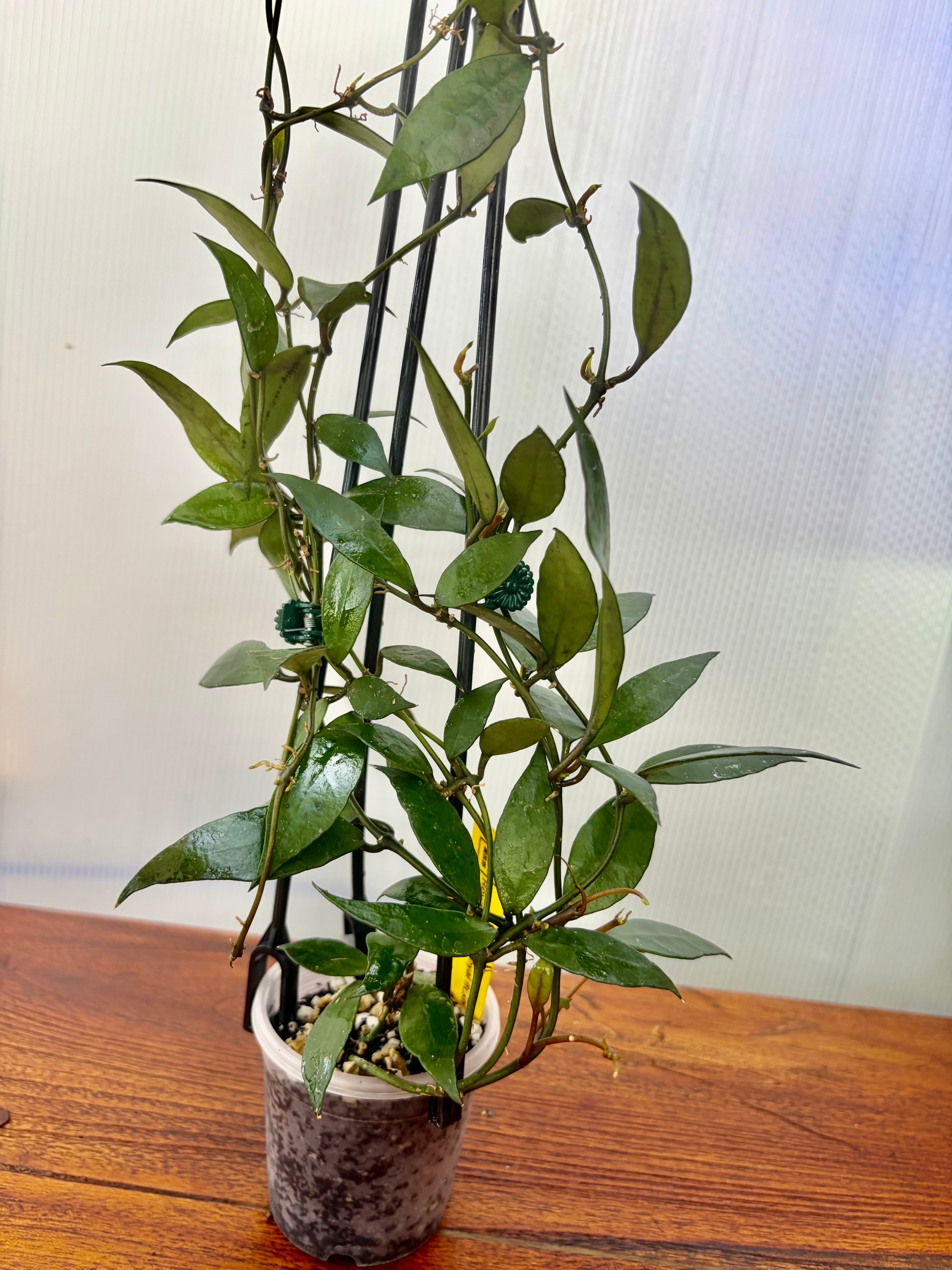 Hoya | BALI-AN 園芸