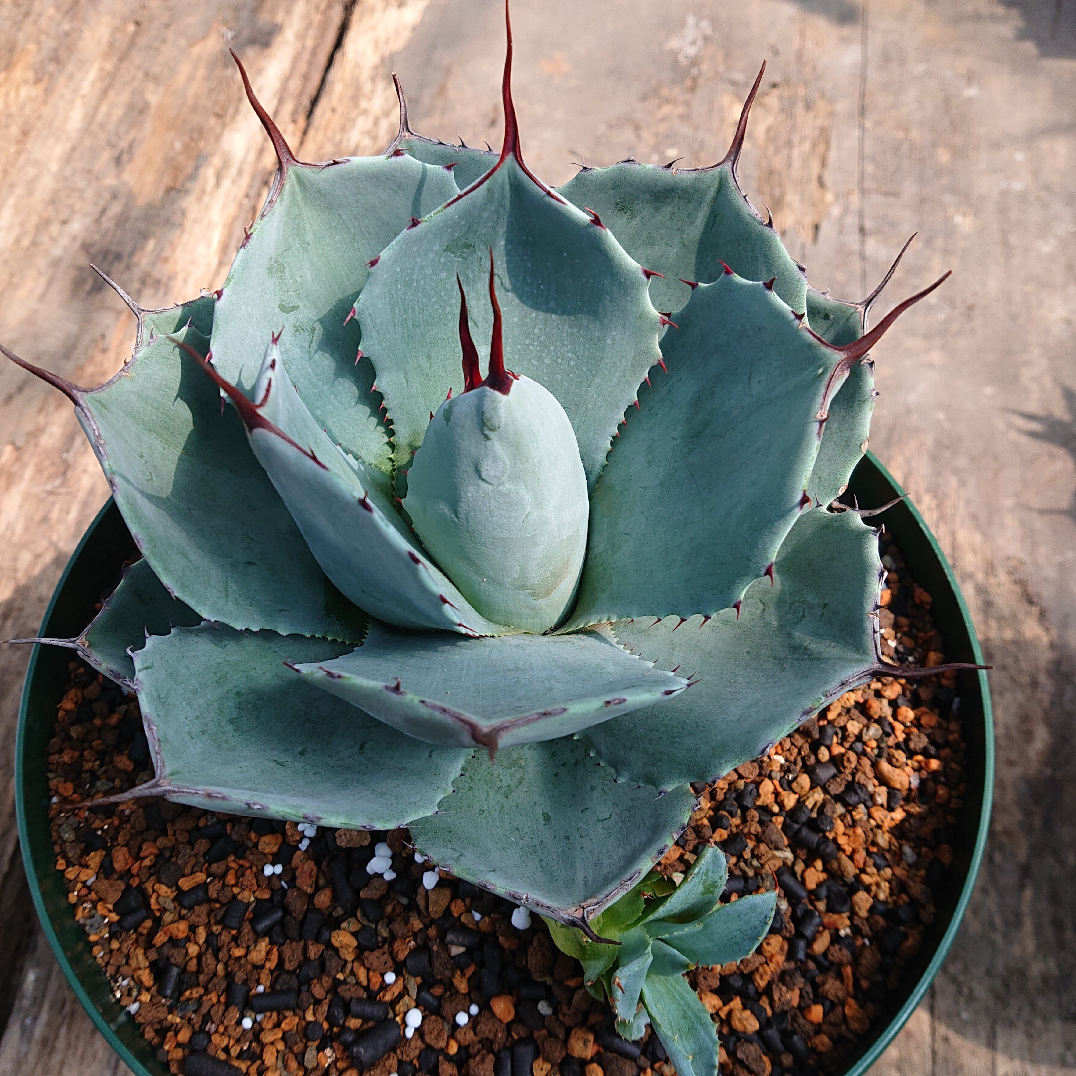 no.3 アガベ パリー トランカータ agave parryi truncata 子株付き 【発根済】 |  多肉植物ハオルチア・アガベ・サンスべリアの店mellowgarden powered by BASE