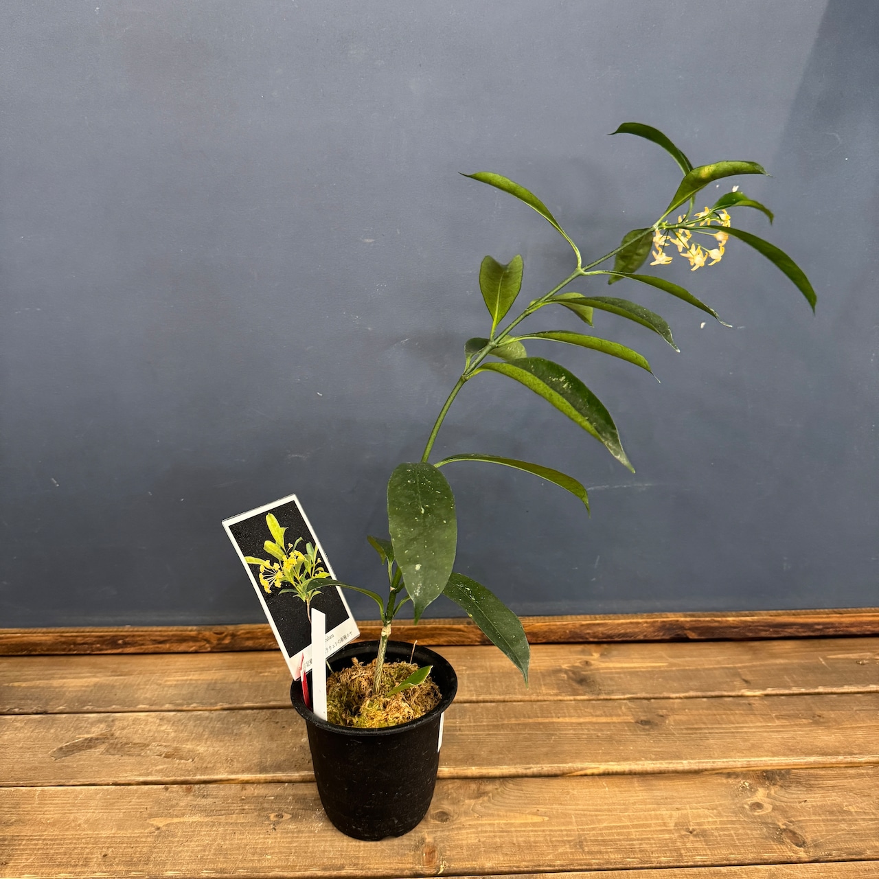 【クリアランス】ホヤ occultata【325】