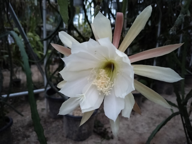 Disocactus crenatus subsp. kimnachii(San Cristobal)　１０．５ｃｍＰＯＴ　３．５号鉢