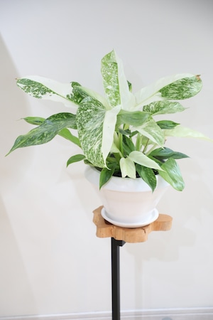 【希少】【M】フィロデンドロン ジョセボーノ/Philodendron  ※陶器鉢付き