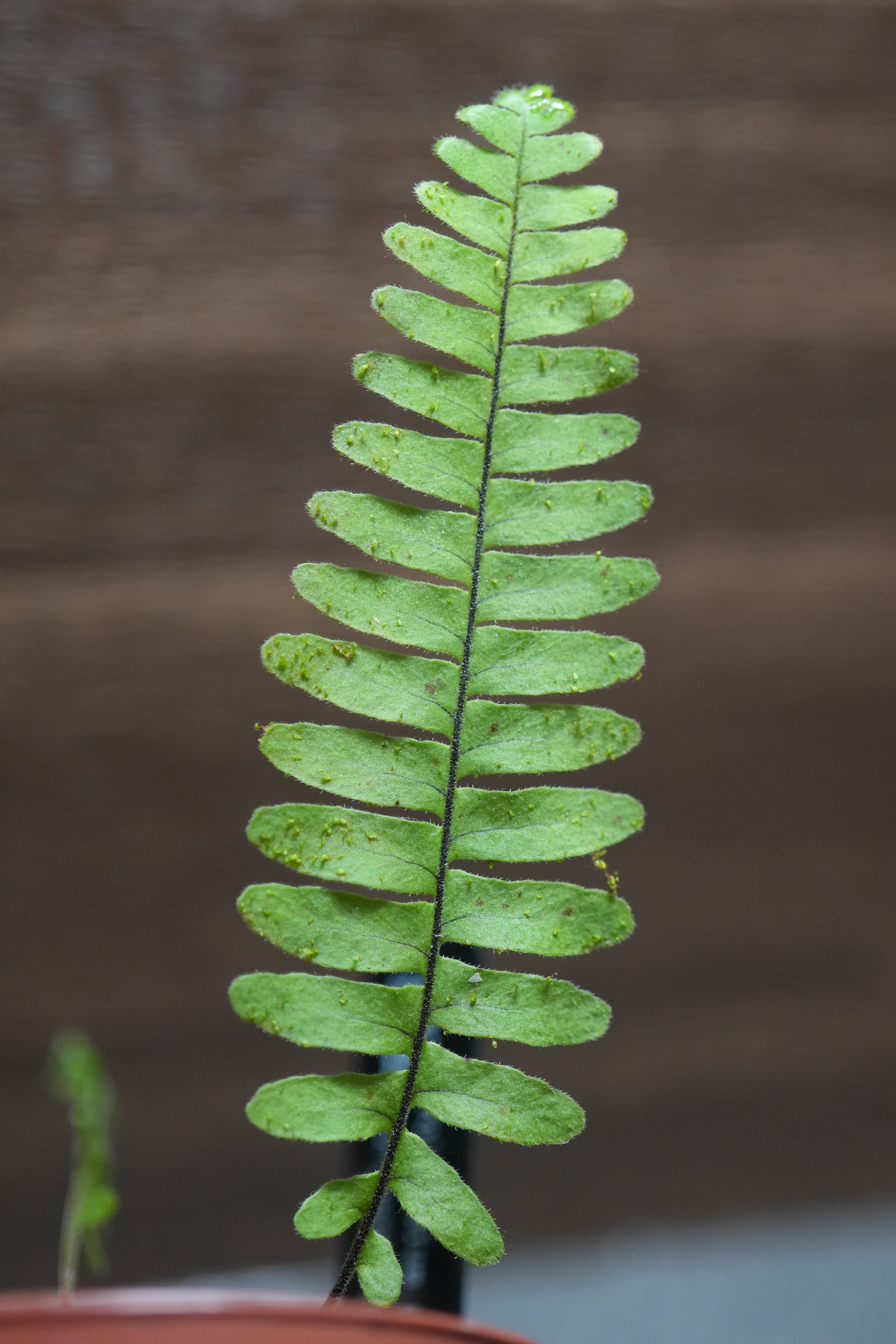 SCALE_VIVARIUM | 蝉ノナキガラ