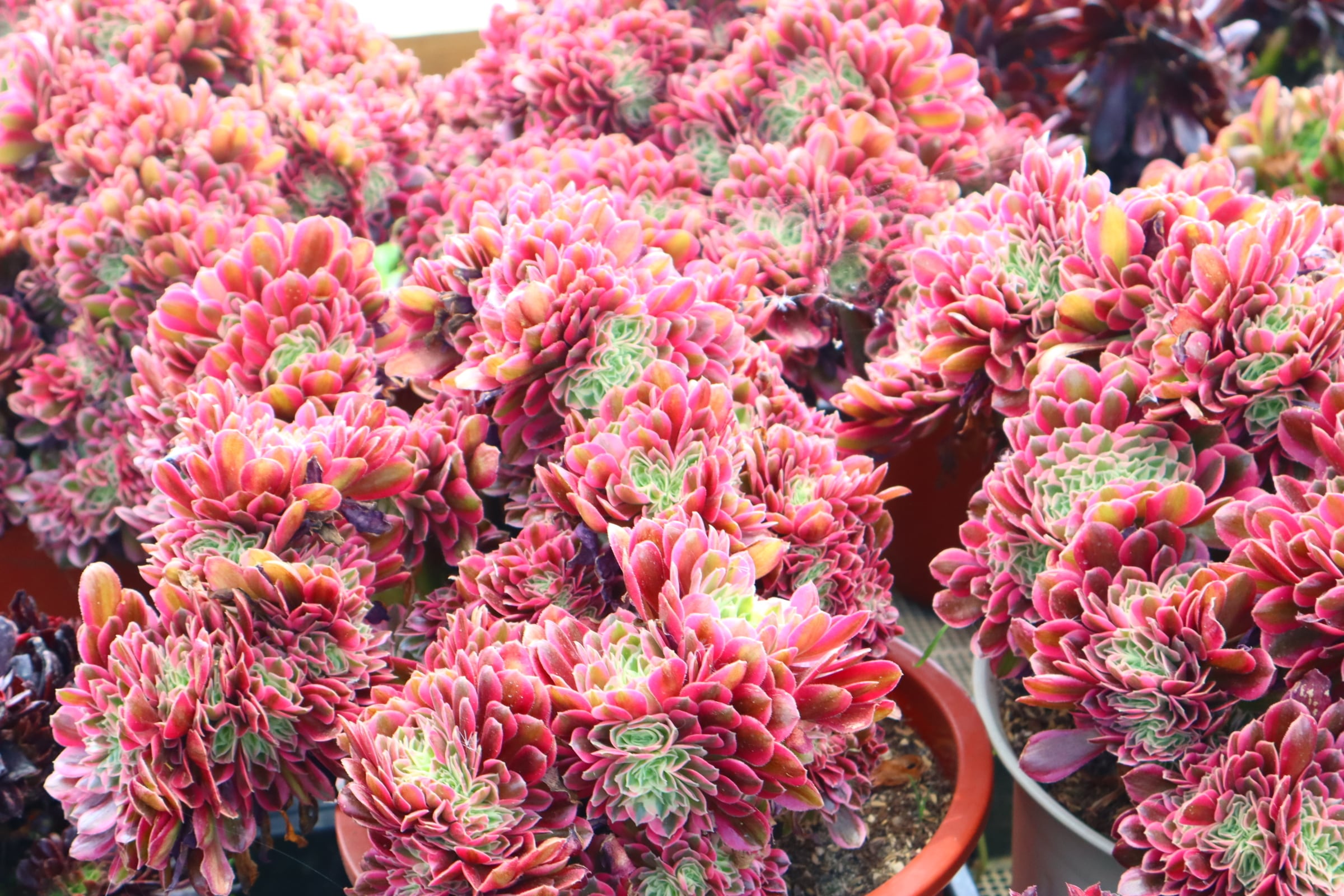 アエオニウム・アリス斑入り（大） m60402973951_1.jpg?1756460536