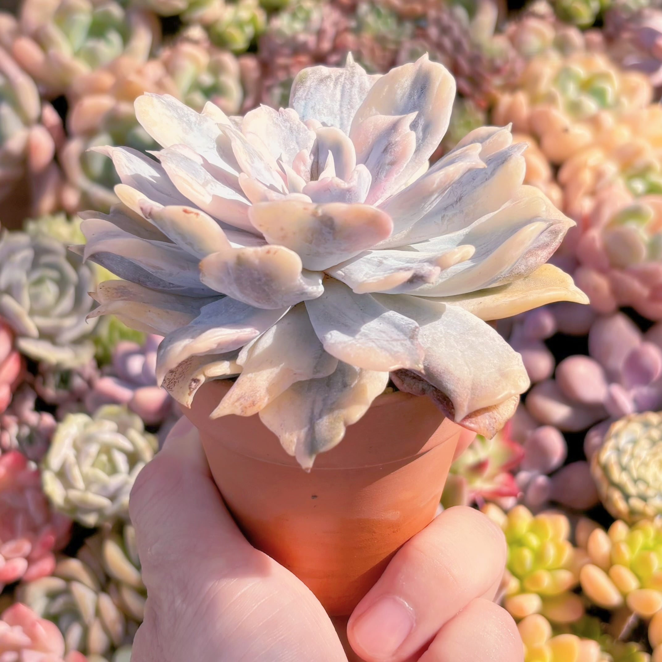 現品 リラシナ錦#266 るる農園 | るる農園~多肉植物専門