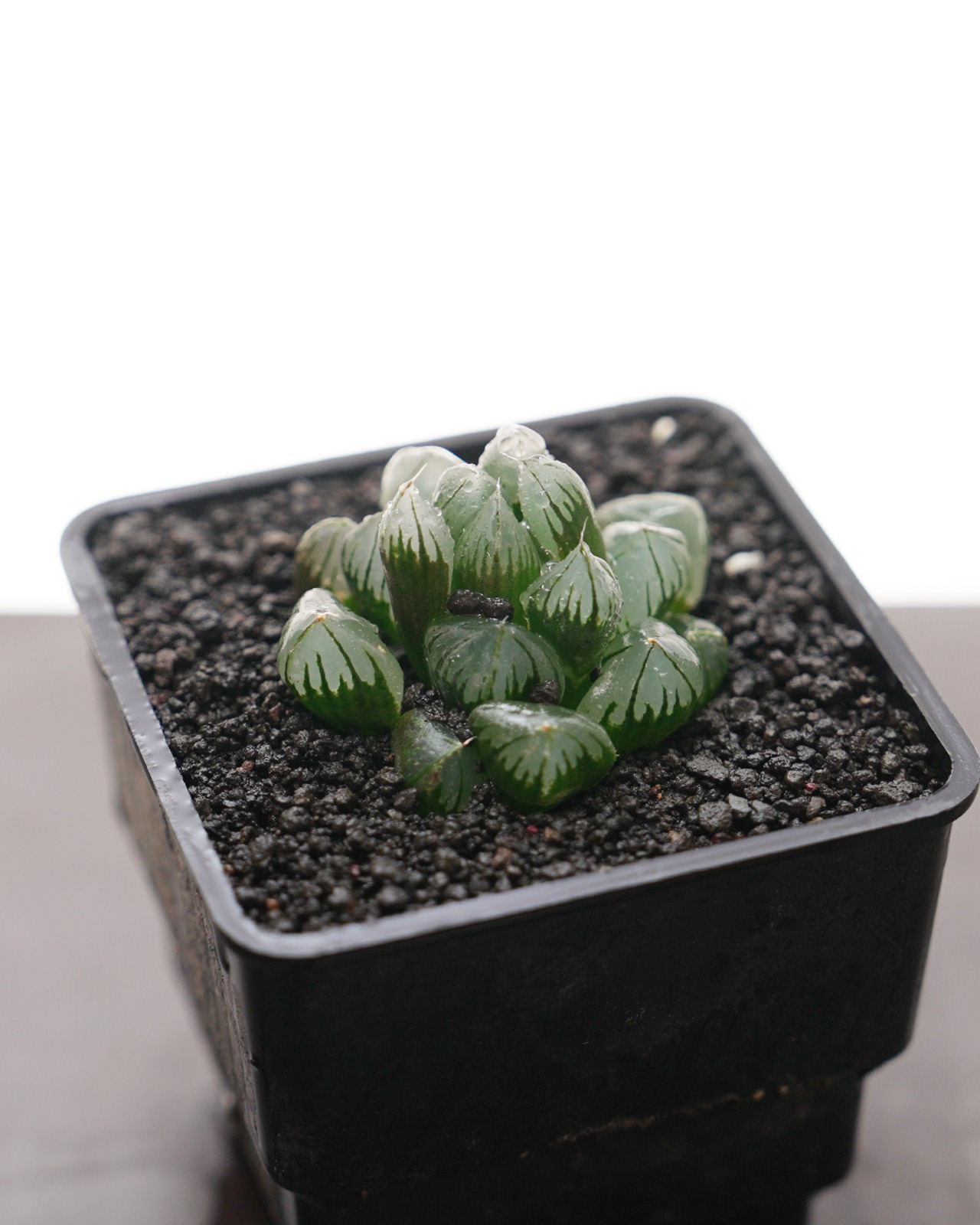 カット苗 ハオルチア 水晶オブツーサ Haworthia 'Suisho'