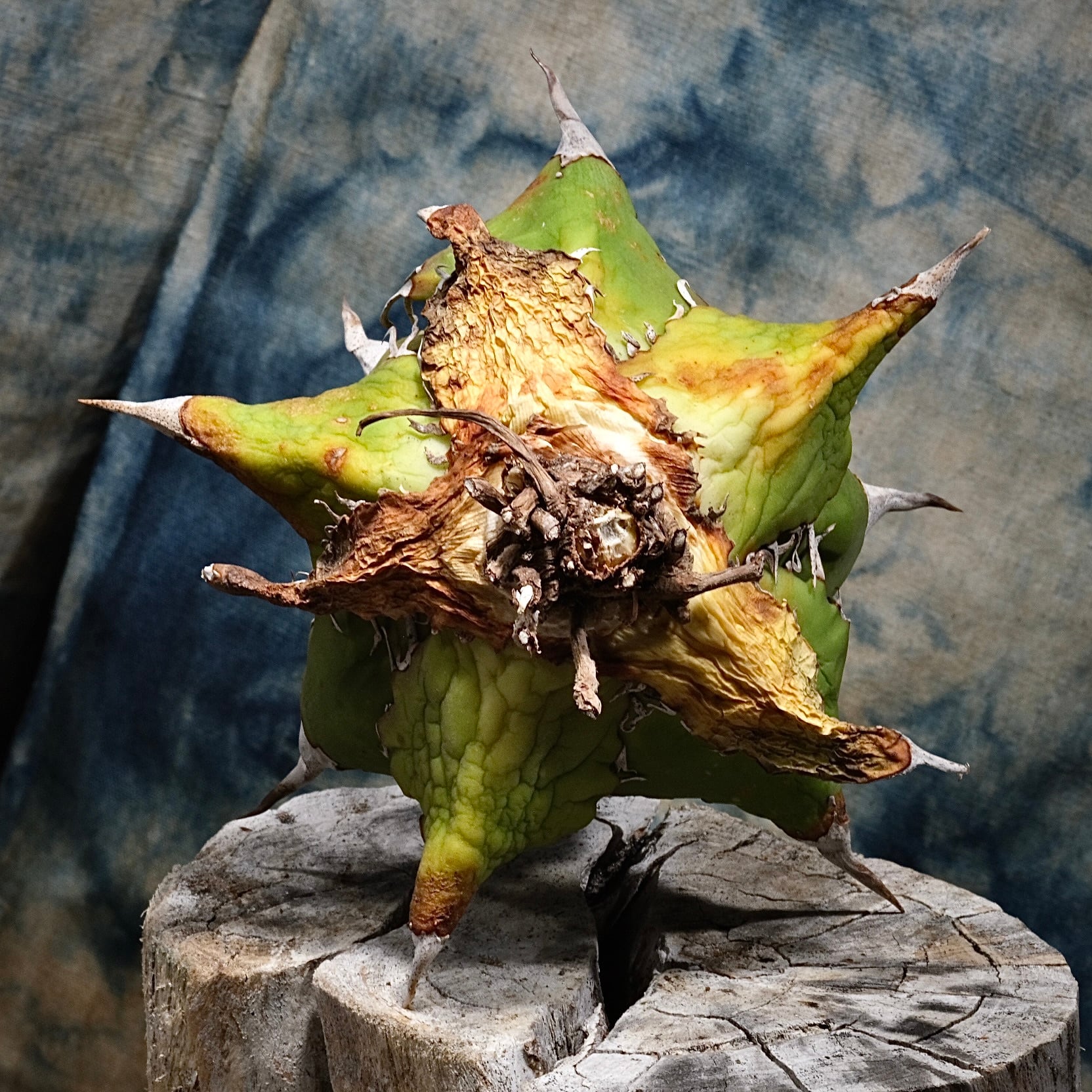 Agave titanota Wabi 鬼之刃/獵豹 ф12cm | wabi
