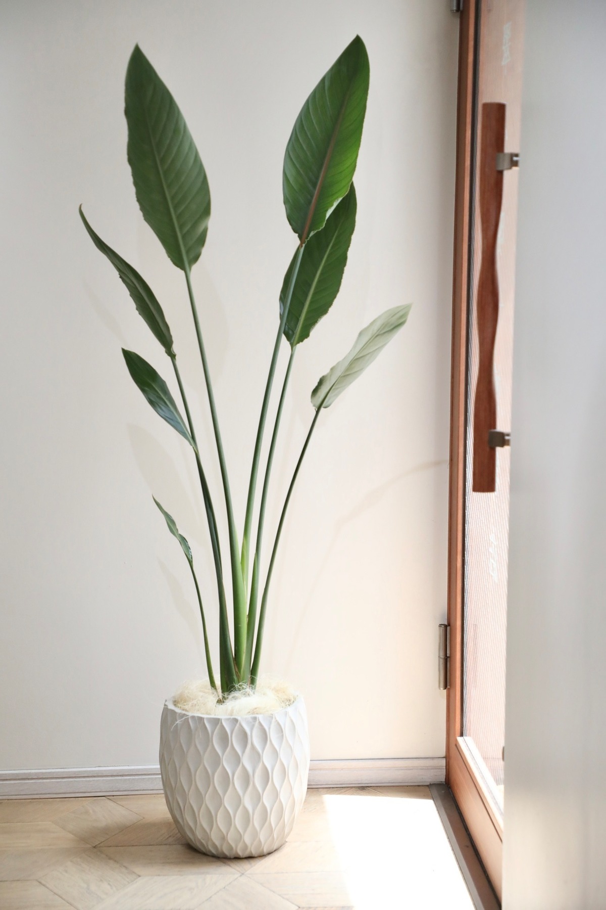 L/150cm】ストレリチア レギネ/Strelitzia reginae | 【厳選植物・器 
