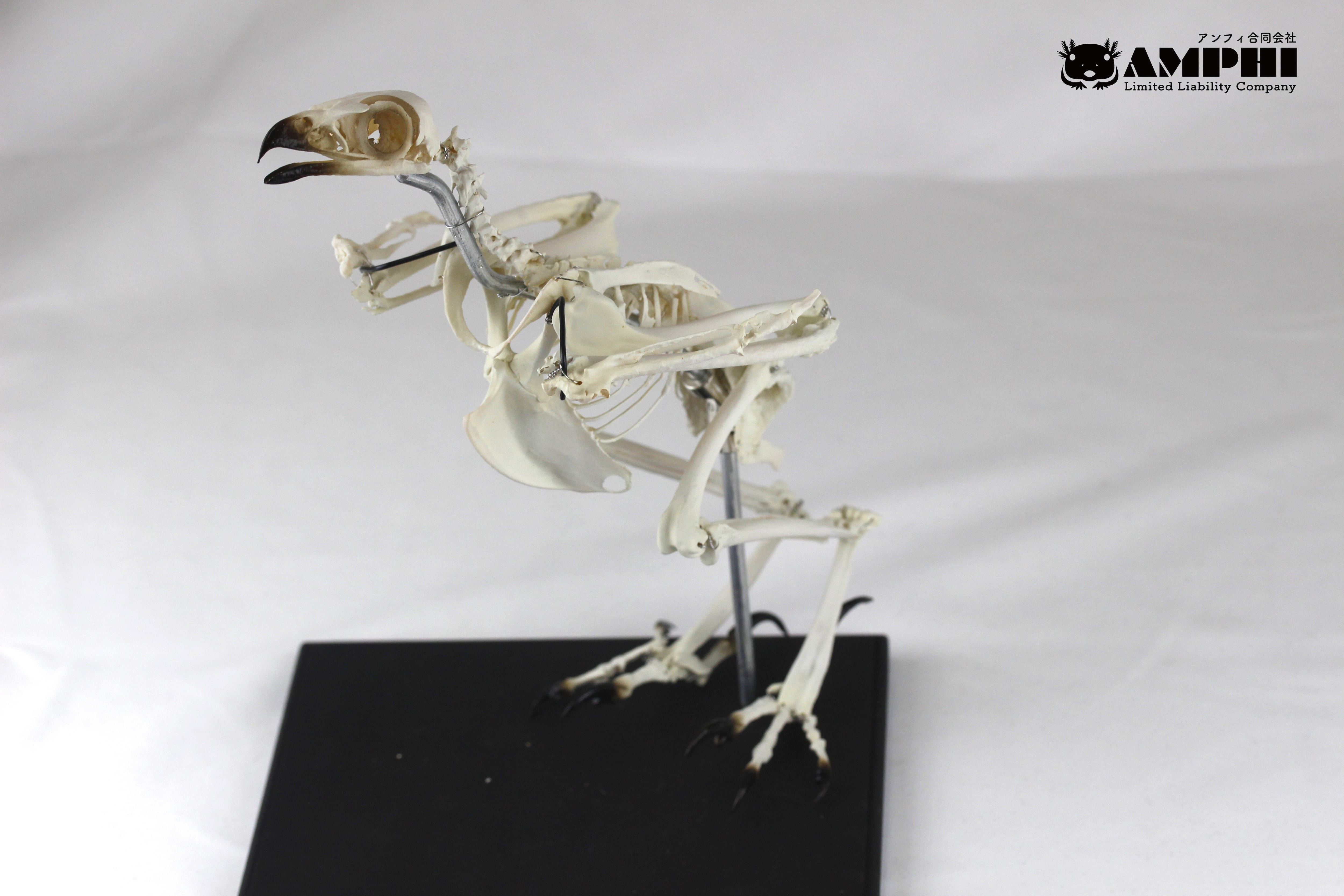 クマタカの頭骨 可動式】クマタカ 縮小全身骨格レプリカ【movable type】Mountainhawk